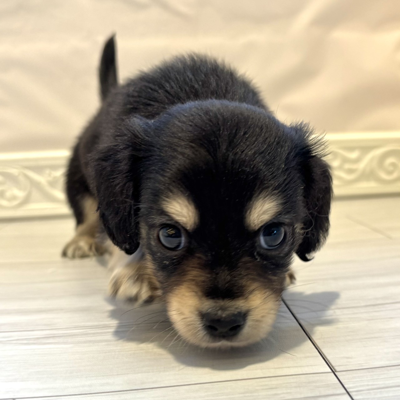 愛知県のチワックス(チワワ×ダックス) (犬の家＆猫の里春日井本店/2025年12月22日生まれ/男の子/ブラックイエロー)の子犬の1枚目の画像