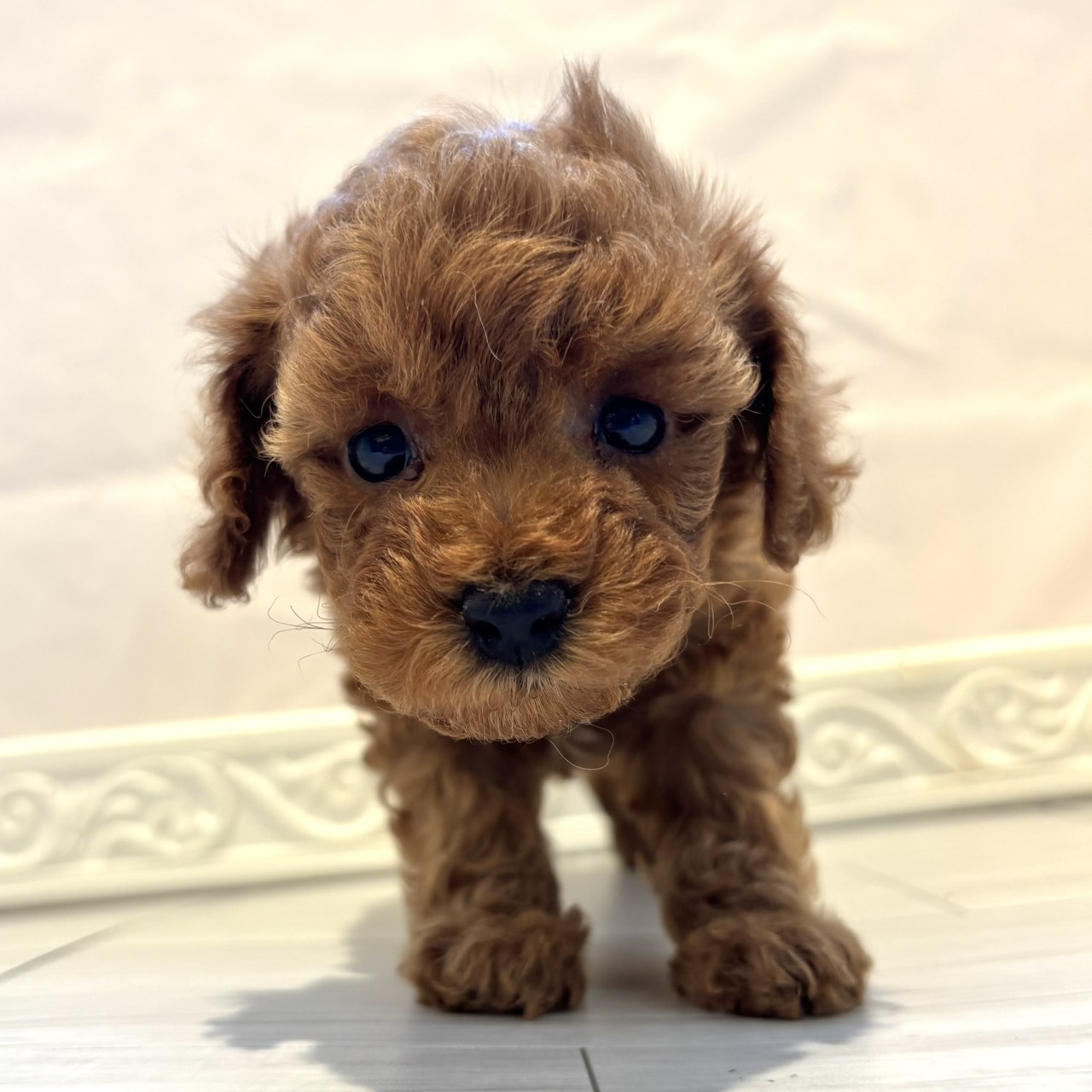 トイプードル男の子の写真