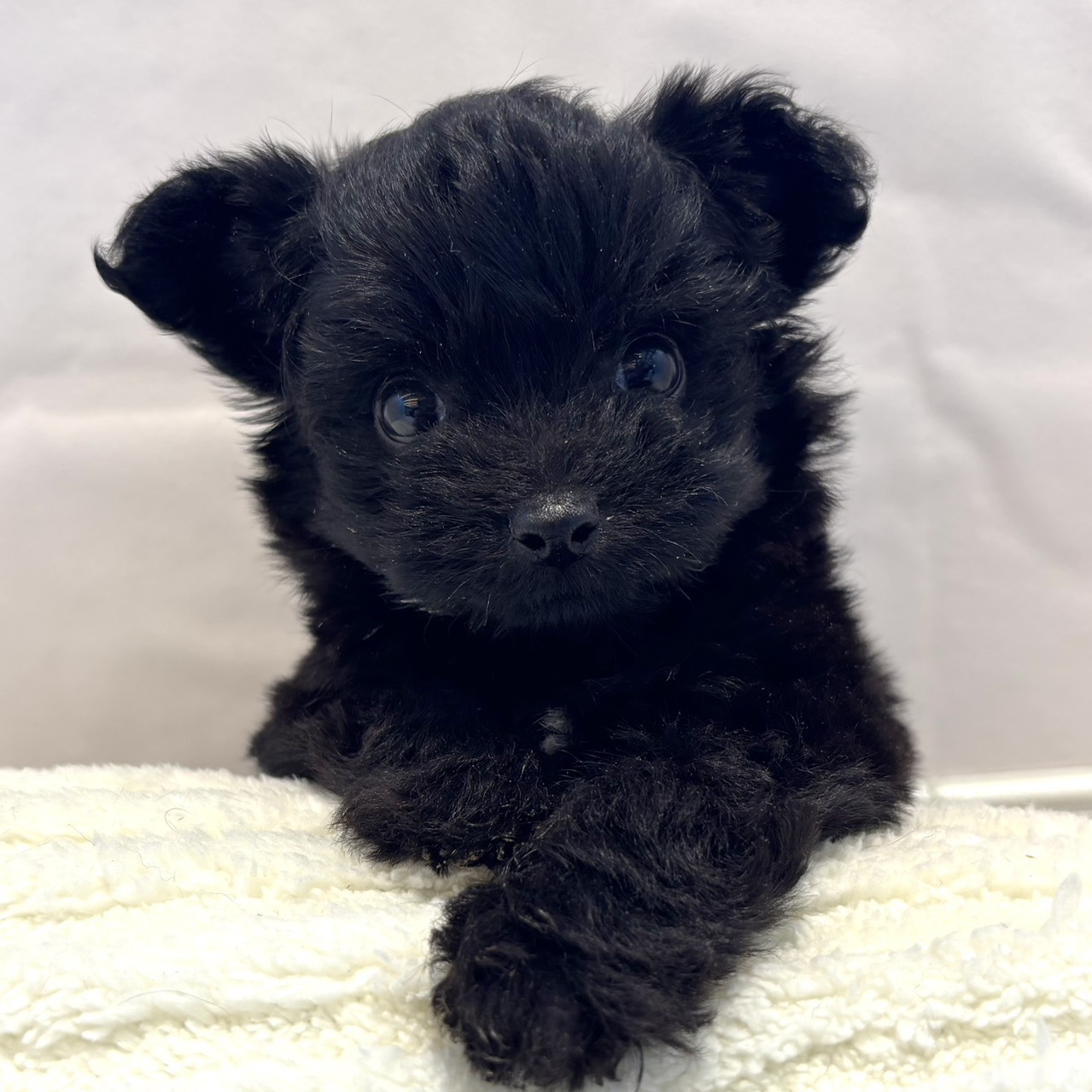 愛知県のチワプー/プーチー(チワワ×プードル) (犬の家＆猫の里春日井本店/2025年12月23日生まれ/女の子/ブラックホワイト)の子犬の1枚目の画像