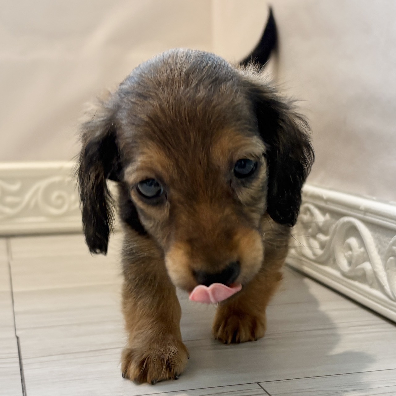 愛知県のカニンヘンダックスフンド(ロング) (犬の家＆猫の里春日井本店/2025年12月31日生まれ/女の子/レッド)の子犬の2枚目の画像