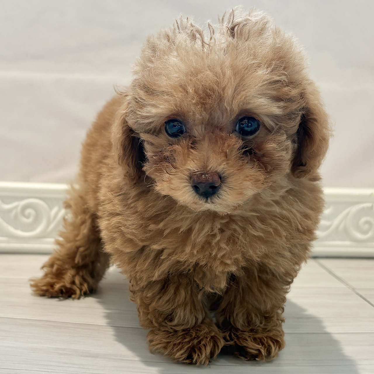 愛知県のトイプードル(トイ) (犬の家＆猫の里春日井本店/2025年12月31日生まれ/女の子/レッドフォーン)の子犬の2枚目の画像