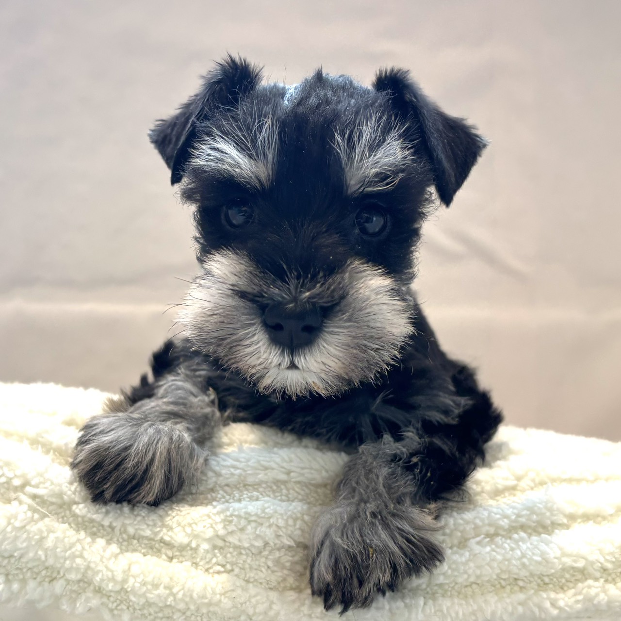 愛知県のミニチュアシュナウザー (犬の家＆猫の里春日井本店/2026年1月7日生まれ/女の子/ブラックシルバー)の子犬の2枚目の画像