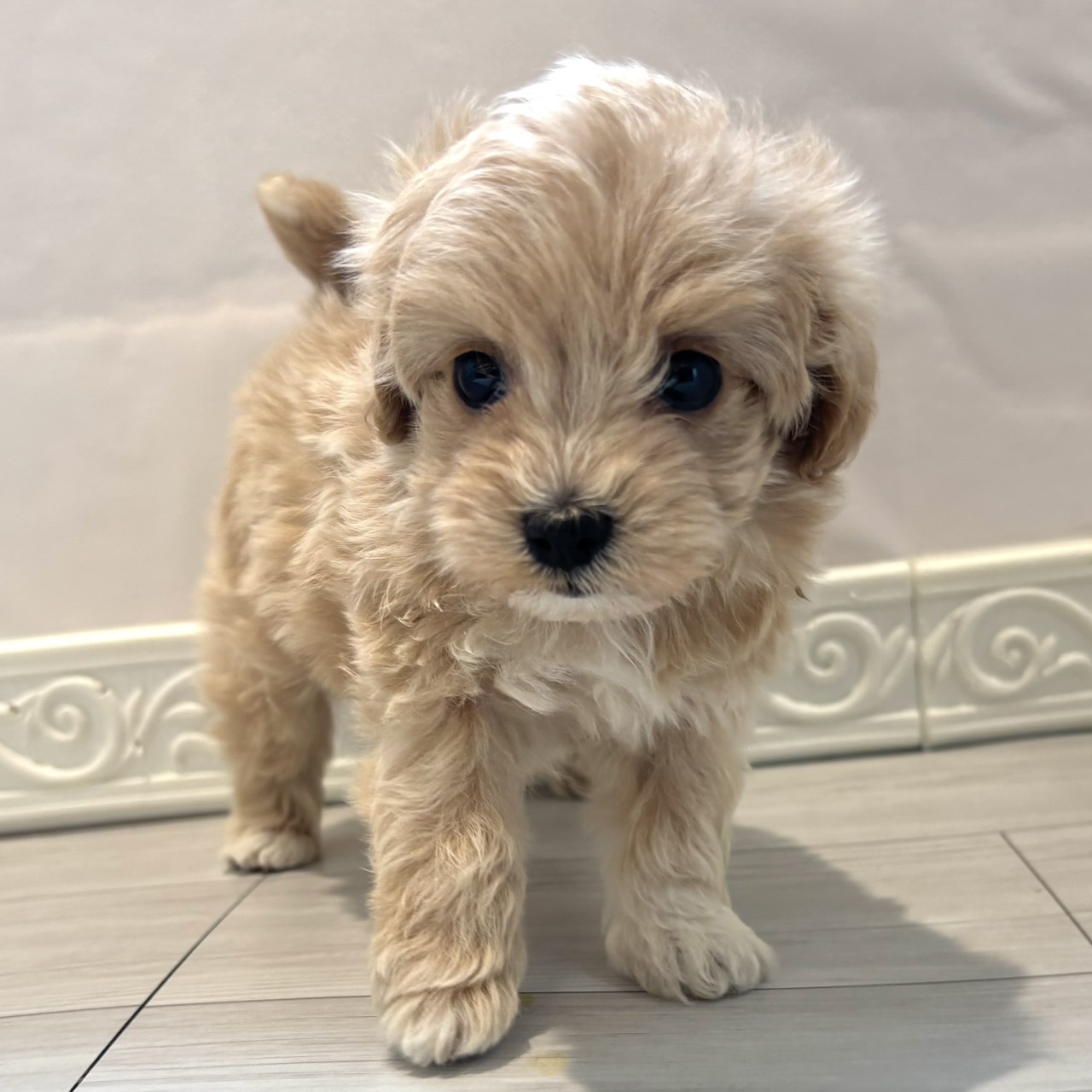 愛知県のマルプー(マルチーズ×プードル) (犬の家＆猫の里春日井本店/2026年1月7日生まれ/女の子/アプリコット)の子犬の2枚目の画像