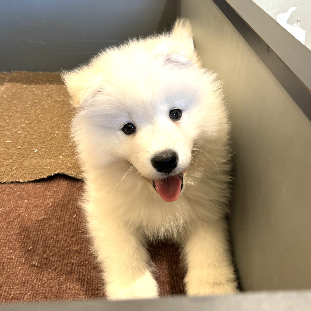愛知県のサモエド (犬の家＆猫の里春日井本店/2026年1月5日生まれ/男の子/ホワイト)の子犬の1枚目の画像