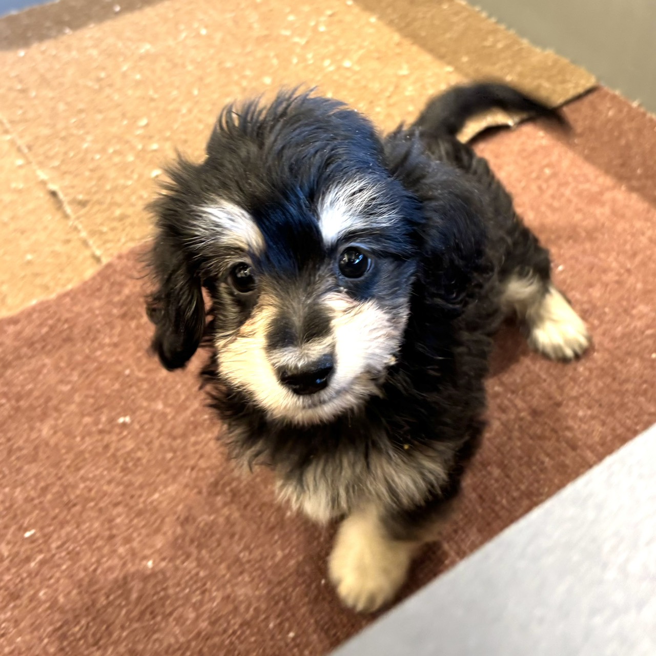 愛知県のマルックス(マルチーズ×ダックス) (犬の家＆猫の里春日井本店/2026年1月5日生まれ/男の子/ブラッククリーム)の子犬の2枚目の画像