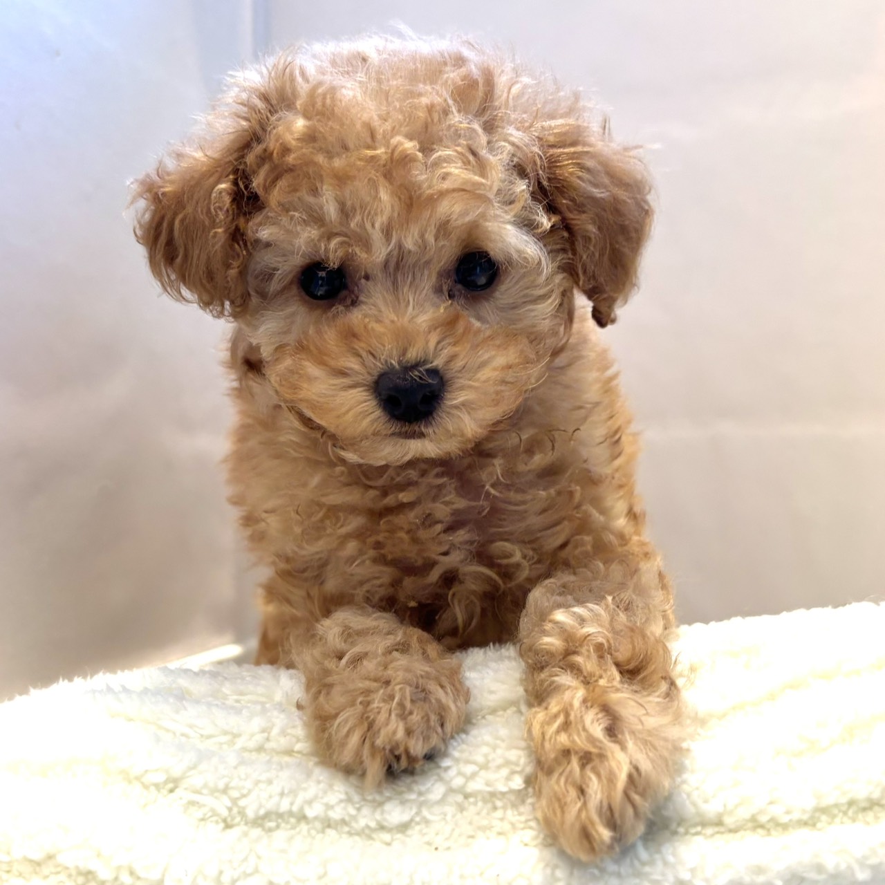 愛知県のトイプードル(トイ) (犬の家＆猫の里春日井本店/2026年1月7日生まれ/男の子/アプリコット)の子犬の1枚目の画像