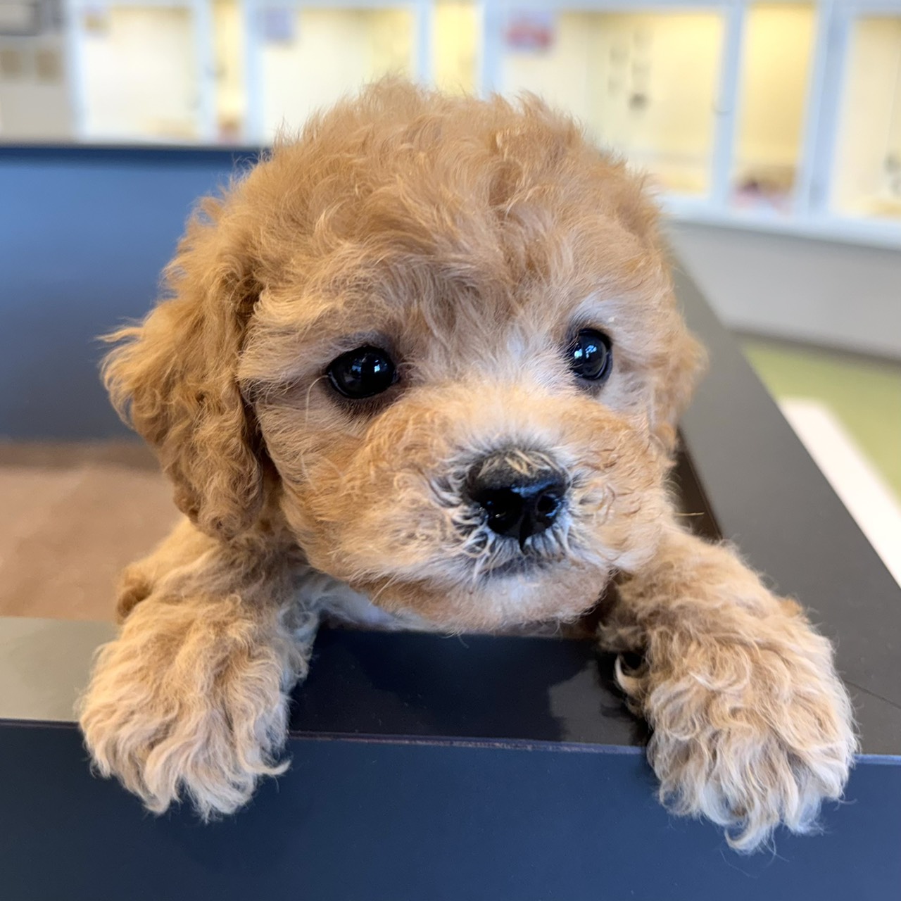 愛知県のビションプー(ビションフリーゼ×プードル) (犬の家＆猫の里春日井本店/2026年2月2日生まれ/女の子/アプリコット)の子犬の2枚目の画像