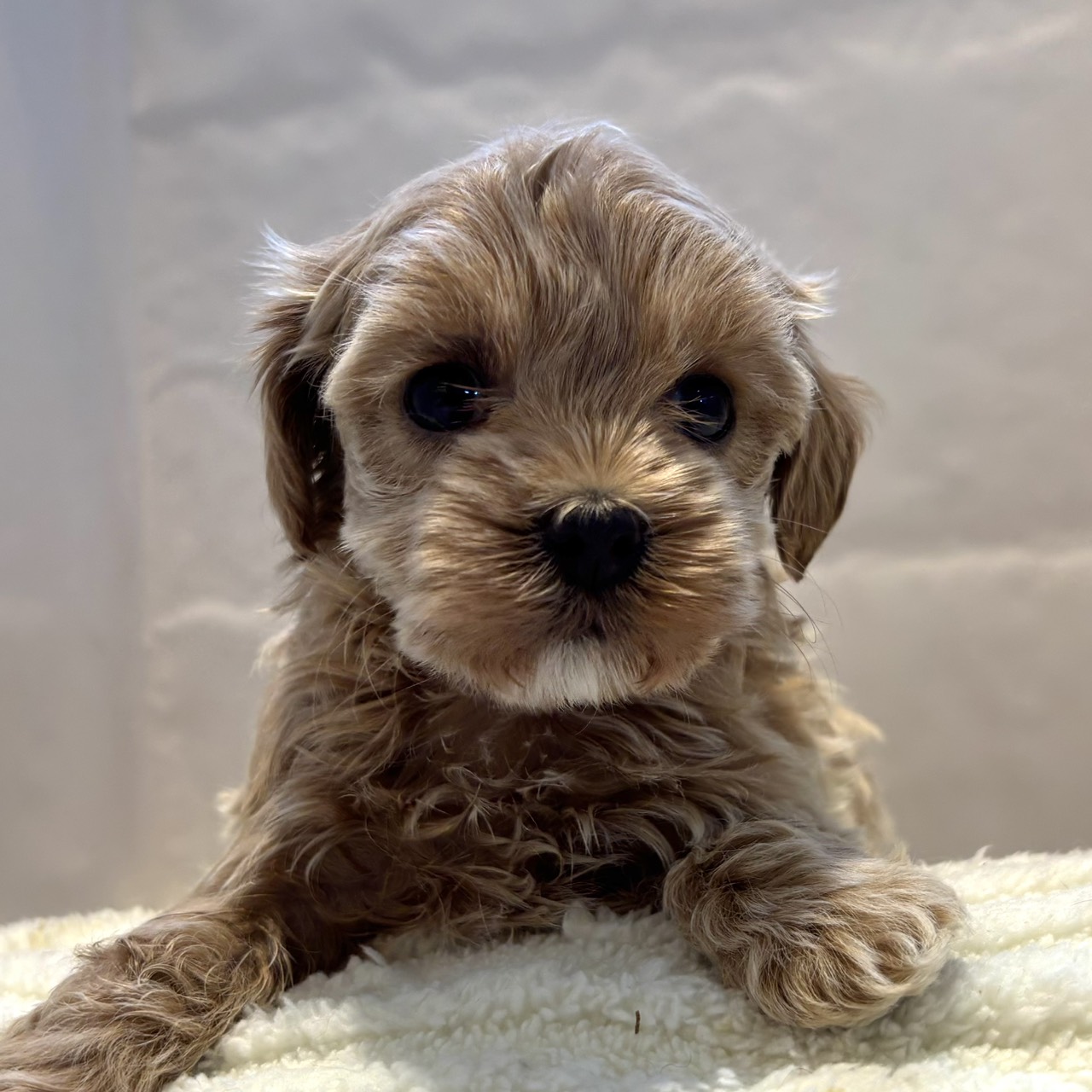 愛知県のマルプー(マルチーズ×プードル) (犬の家＆猫の里春日井本店/2026年2月2日生まれ/女の子/クリーム)の子犬の2枚目の画像