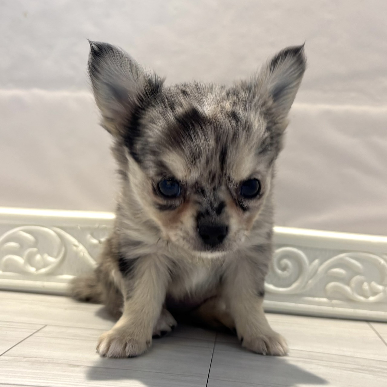 愛知県のチワワ(ロング) (犬の家＆猫の里春日井本店/2026年2月1日生まれ/女の子/ブルーマール&タン)の子犬の2枚目の画像