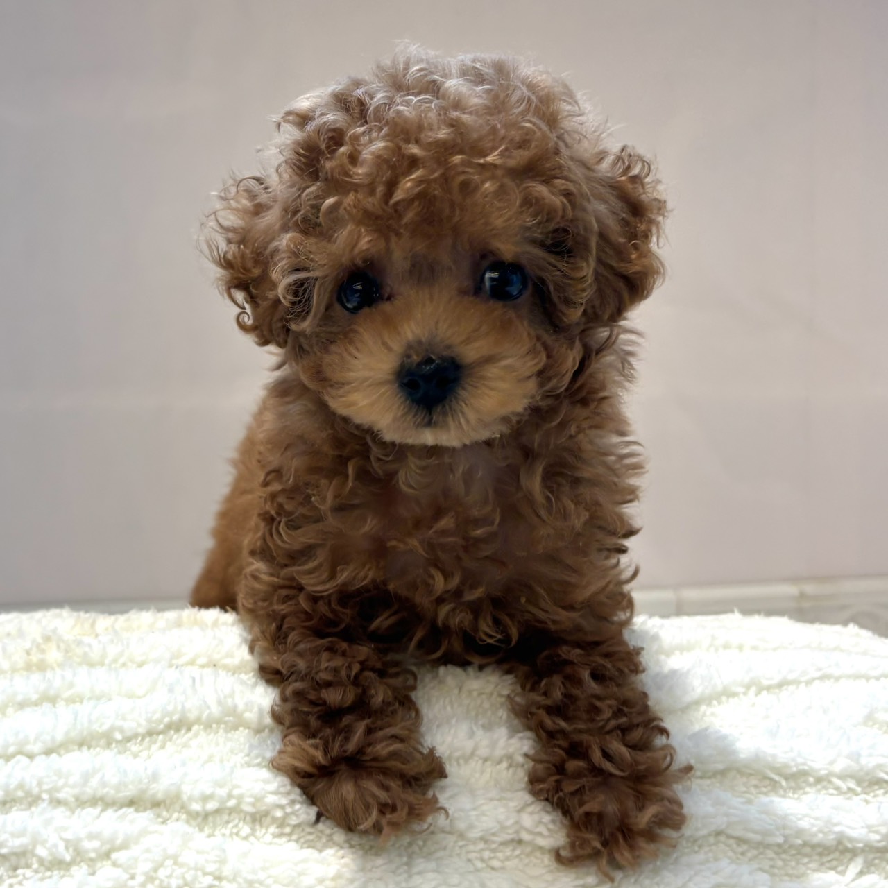 タイニープードル女の子の写真