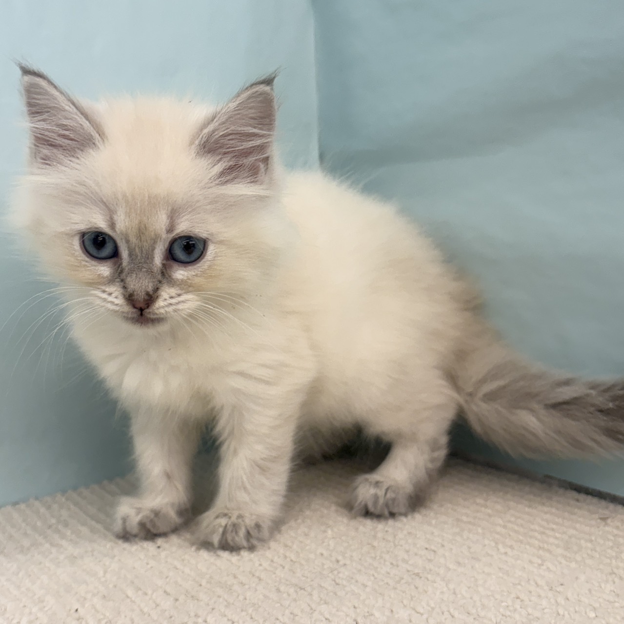 愛知県のネヴァマスカレード (犬の家＆猫の里春日井本店/2025年9月5日生まれ/女の子/ブルーリンクスポイントホワイト)の子猫の1枚目の画像