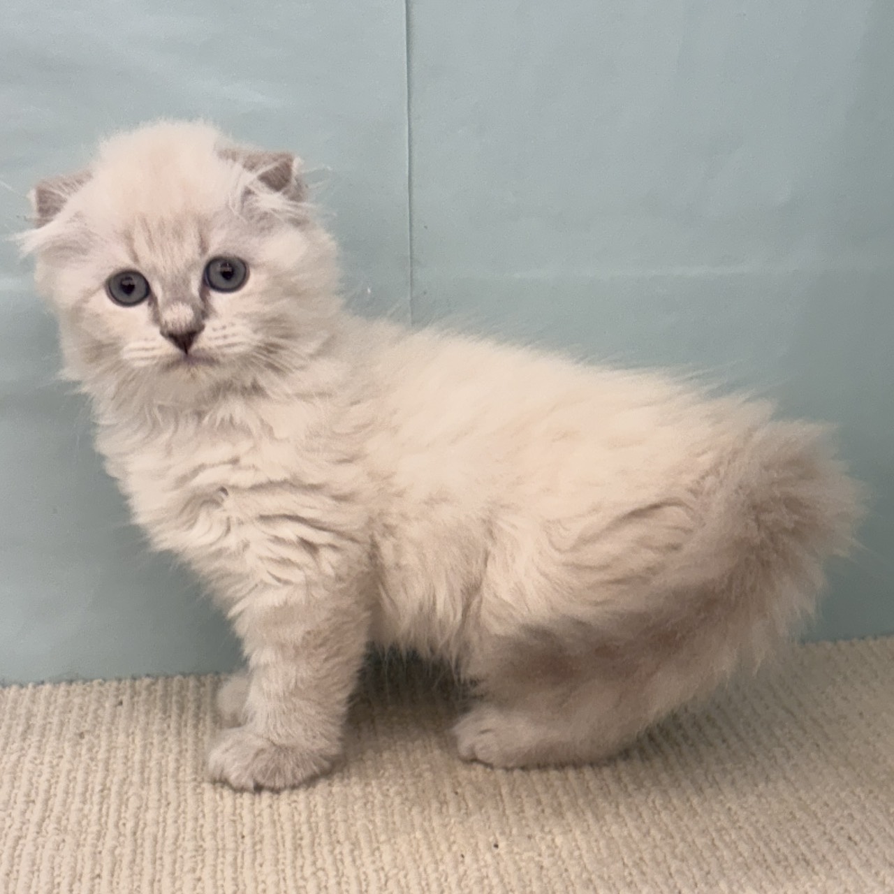 愛知県のスコティッシュフォールド (犬の家＆猫の里春日井本店/2025年9月5日生まれ/男の子/ブルーリンクスポイント)の子猫の1枚目の画像