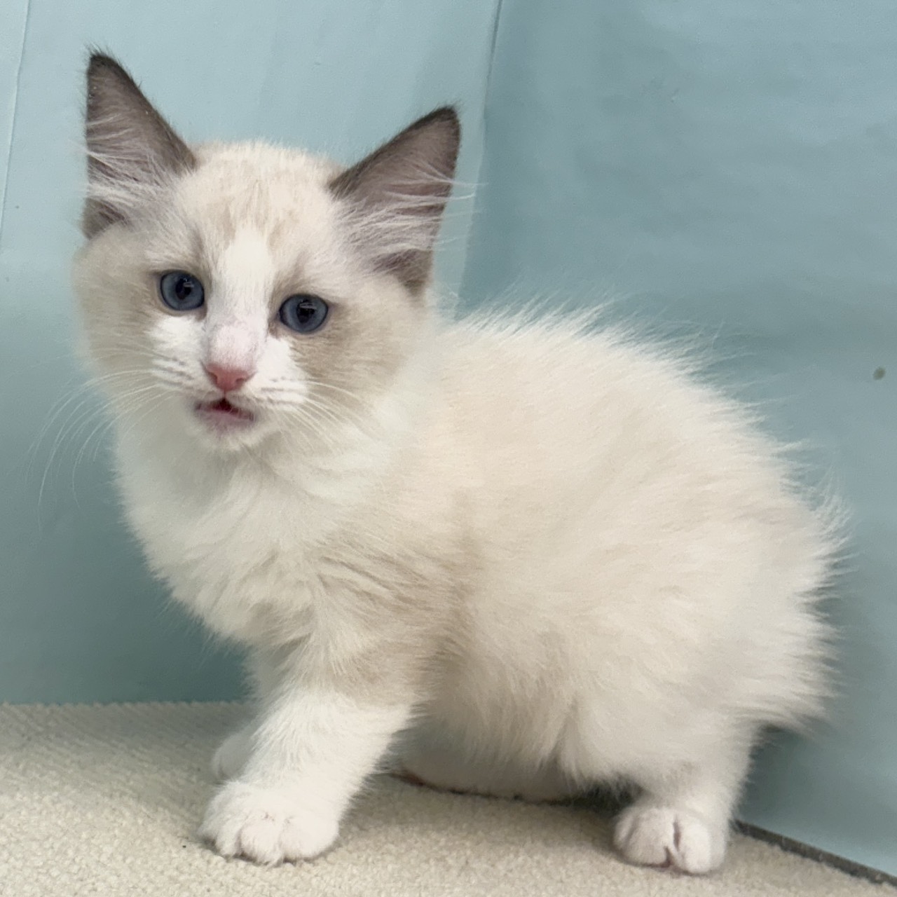 愛知県のラグドール (犬の家＆猫の里春日井本店/2025年9月5日生まれ/男の子/シールポイントバイカラー)の子猫の1枚目の画像