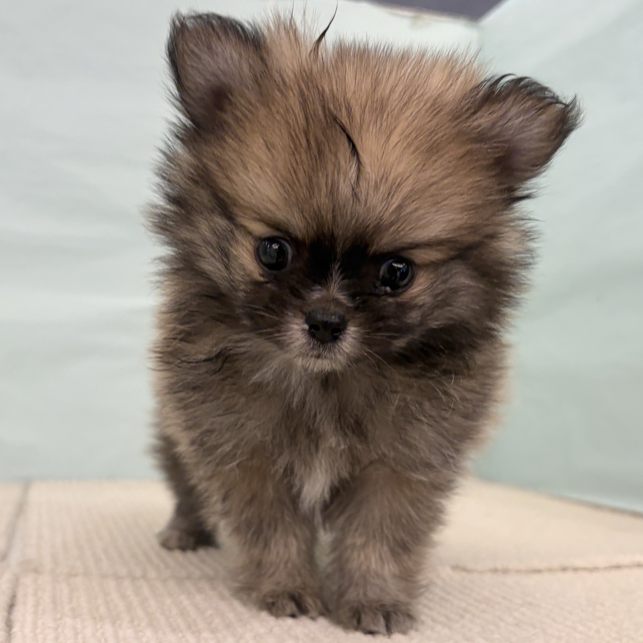 愛知県のポメチワ/チワポメ/ポメチー(ポメラニアン×チワワ) (犬の家＆猫の里春日井本店/2025年9月8日生まれ/男の子/オレンジ)の子犬の1枚目の画像