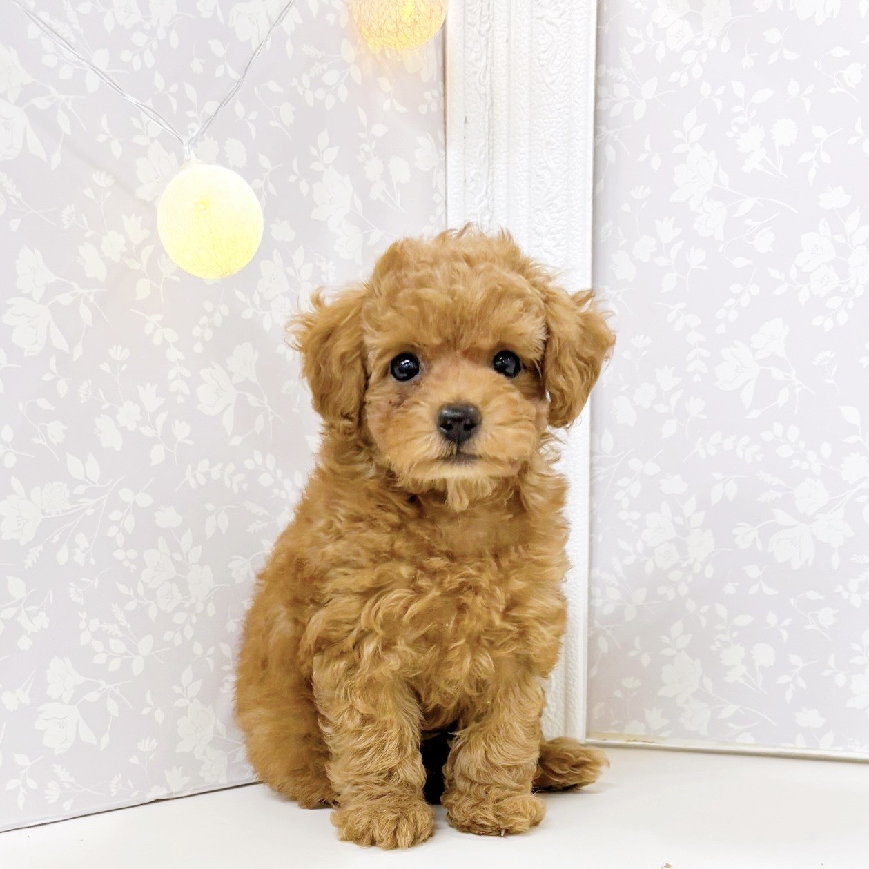 富山県のトイプードル(トイ) (犬の家＆猫の里アミーゴ高岡蓮花寺店/2026年6月12日生まれ/女の子/レッドフォーン)の子犬の1枚目の画像