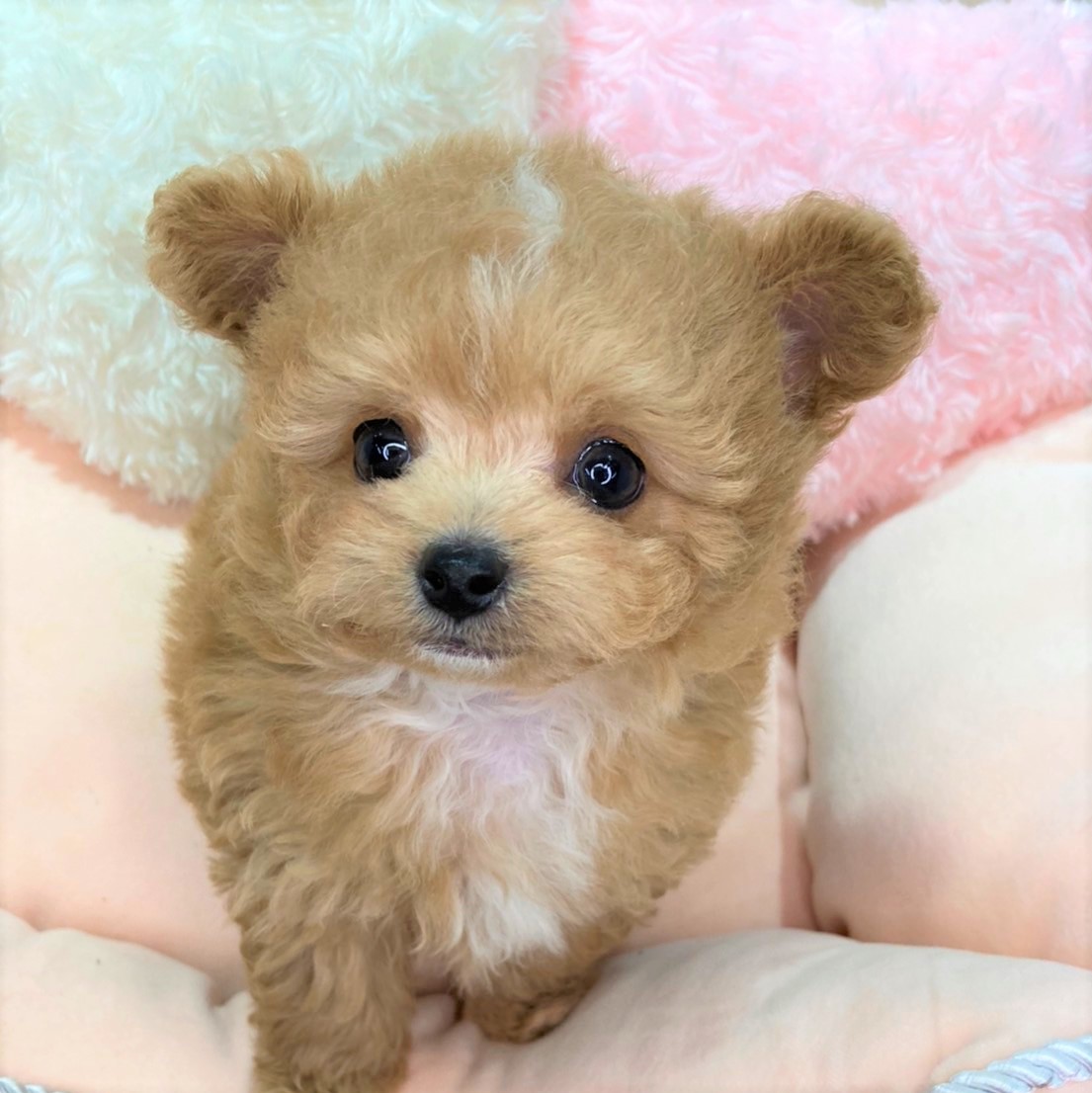ハーフ犬の画像2