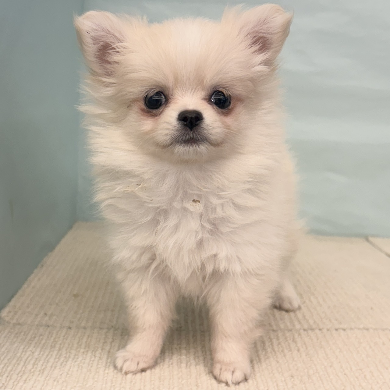 愛知県のポメチワ/チワポメ/ポメチー(ポメラニアン×チワワ) (犬の家＆猫の里春日井本店/2025年9月8日生まれ/女の子/クリーム)の子犬の1枚目の画像