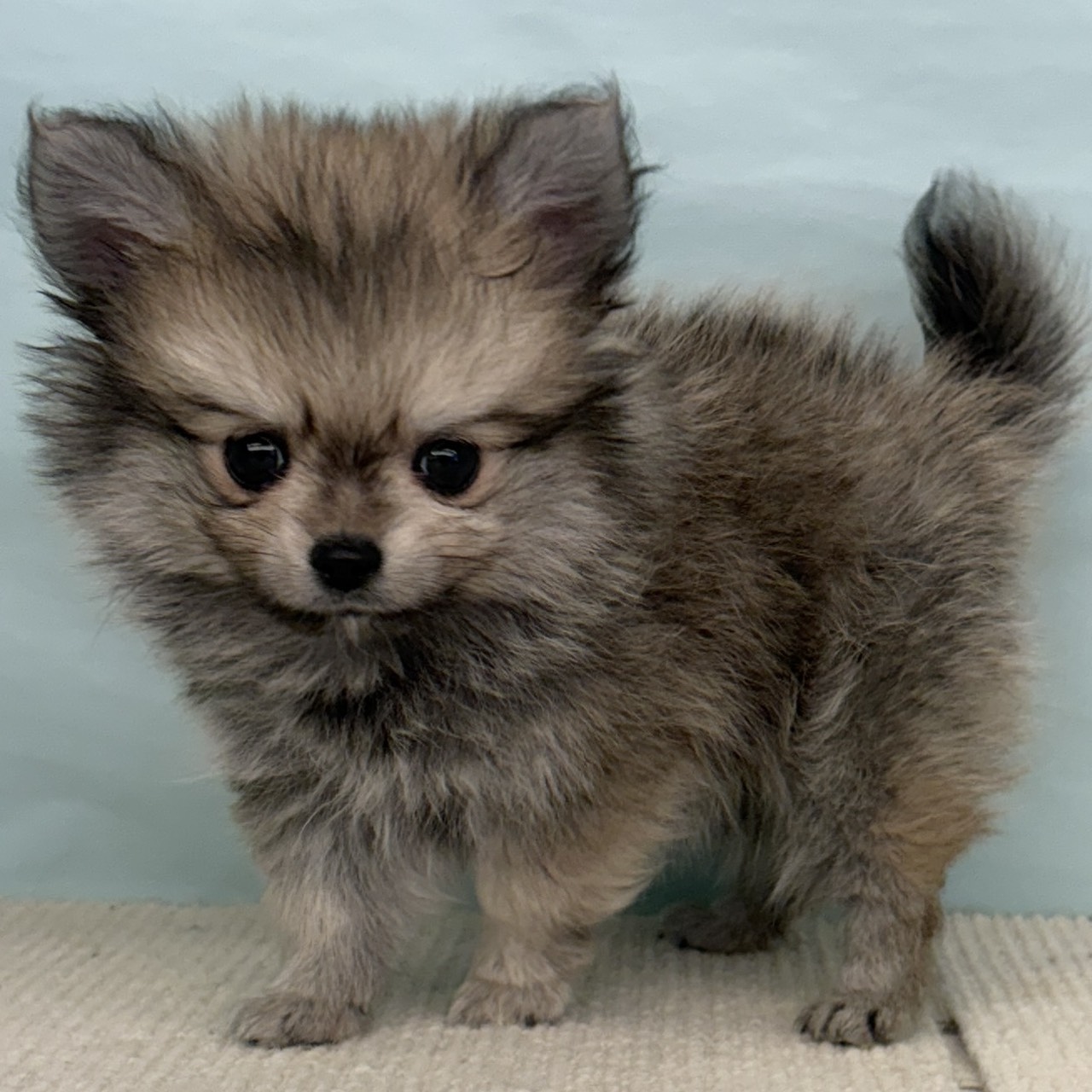 愛知県のポメチワ/チワポメ/ポメチー(ポメラニアン×チワワ) (犬の家＆猫の里春日井本店/2025年9月8日生まれ/男の子/フォーン)の子犬の1枚目の画像