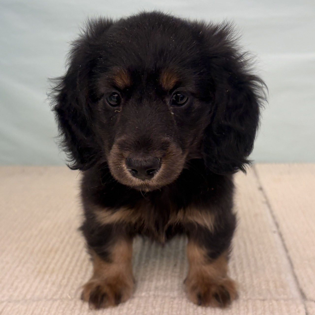 愛知県のミニチュアダックスフンド(ロング) (犬の家＆猫の里春日井本店/2025年9月9日生まれ/男の子/ブラックタン)の子犬の1枚目の画像