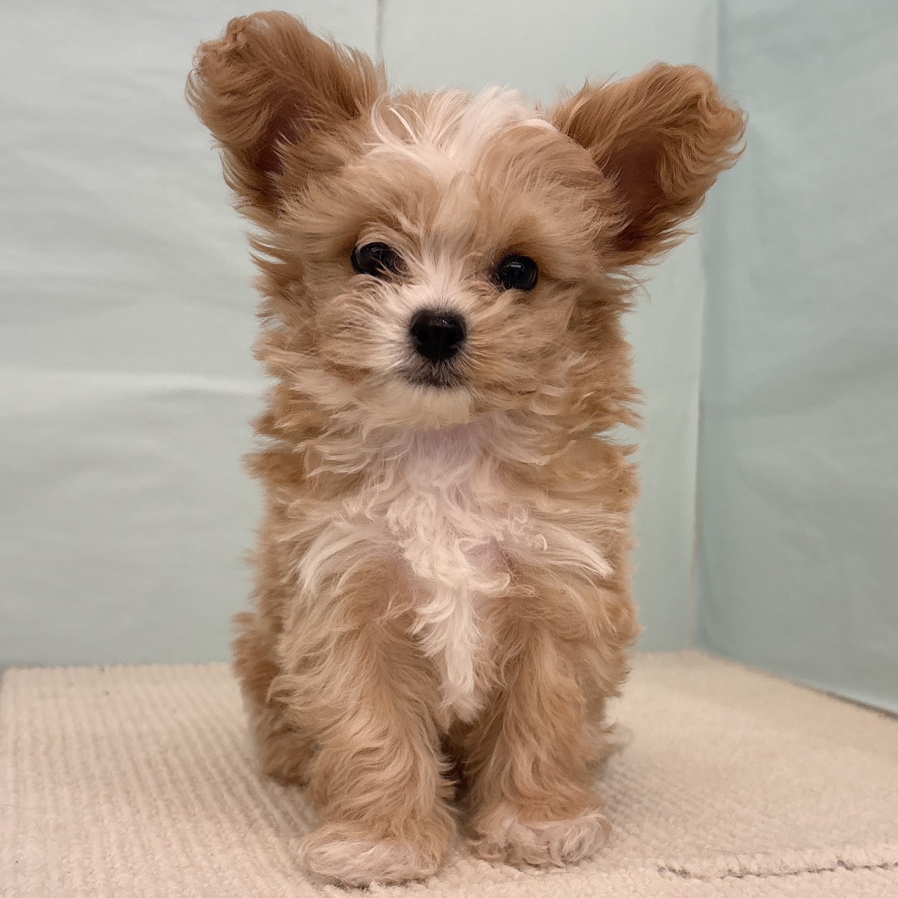 愛知県のチワプー/プーチー(チワワ×プードル) (犬の家＆猫の里春日井本店/2025年9月8日生まれ/男の子/アプリコットホワイト)の子犬の1枚目の画像
