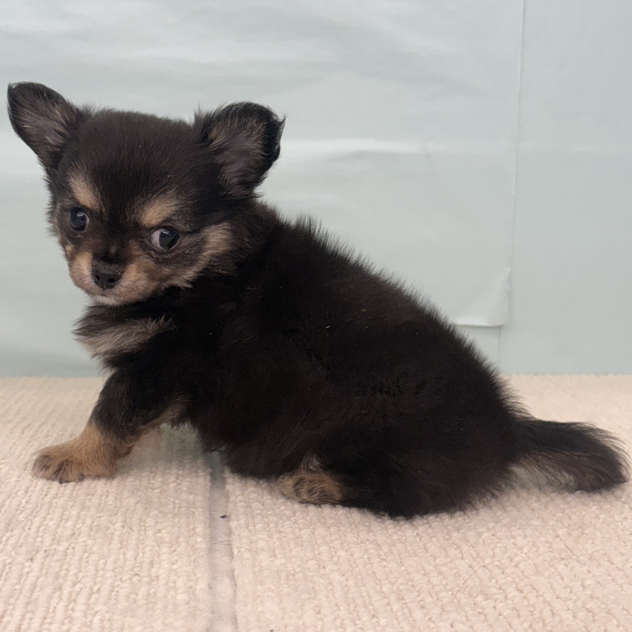 愛知県のチワワ(ロング) (犬の家＆猫の里春日井本店/2025年9月3日生まれ/男の子/ブラッククリーム)の子犬の1枚目の画像