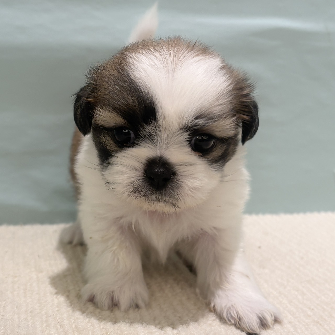 愛知県のシーズー (犬の家＆猫の里春日井本店/2025年9月12日生まれ/女の子/ゴールドホワイト)の子犬の1枚目の画像