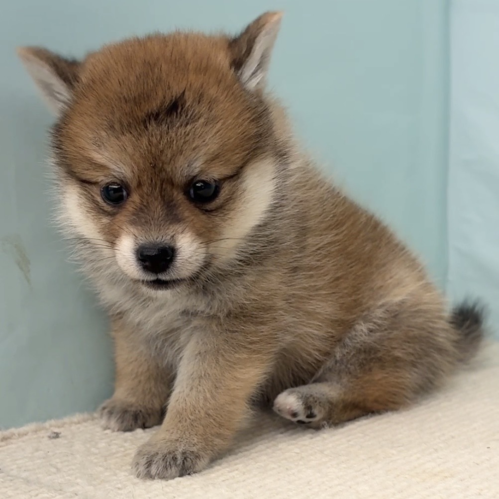 愛知県のポメ柴/豆ポメ/ポメ豆柴(ポメラニアン×柴犬) (犬の家＆猫の里春日井本店/2025年9月14日生まれ/女の子/赤)の子犬の1枚目の画像
