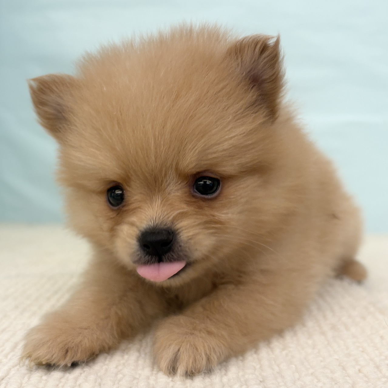 愛知県のポメラニアン (犬の家＆猫の里春日井本店/2025年9月15日生まれ/男の子/オレンジ)の子犬の1枚目の画像