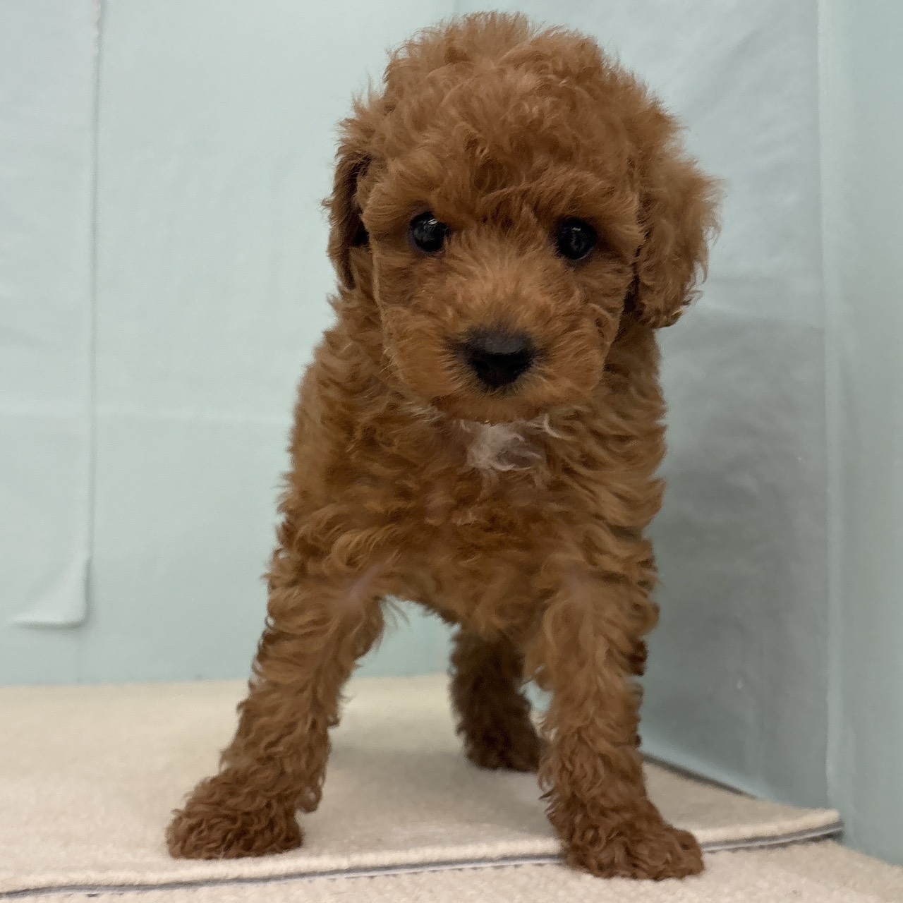 愛知県のトイプードル(トイ) (犬の家＆猫の里春日井本店/2025年9月15日生まれ/男の子/レッド)の子犬の1枚目の画像