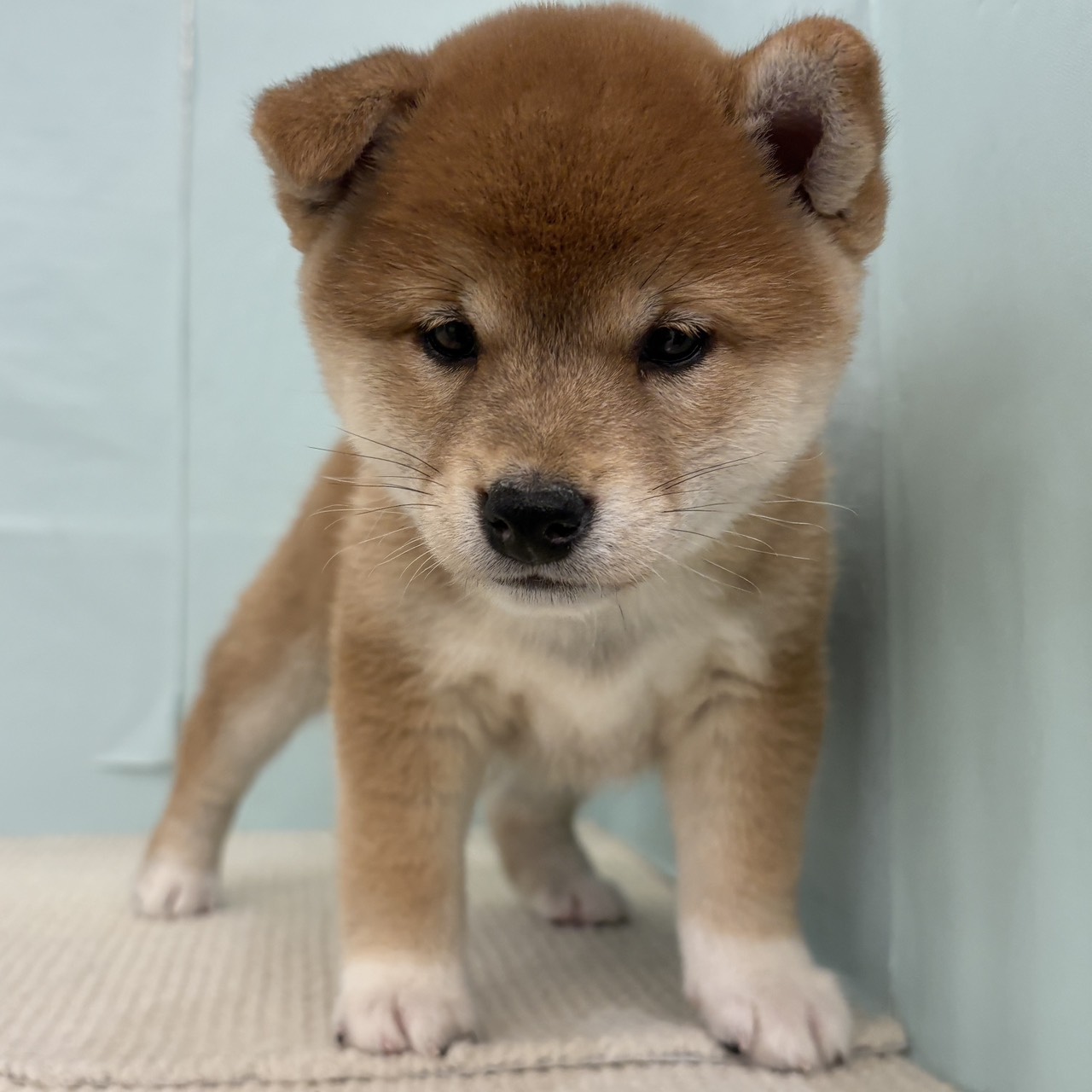 愛知県の柴犬(標準サイズ) (犬の家＆猫の里春日井本店/2025年9月16日生まれ/女の子/赤)の子犬