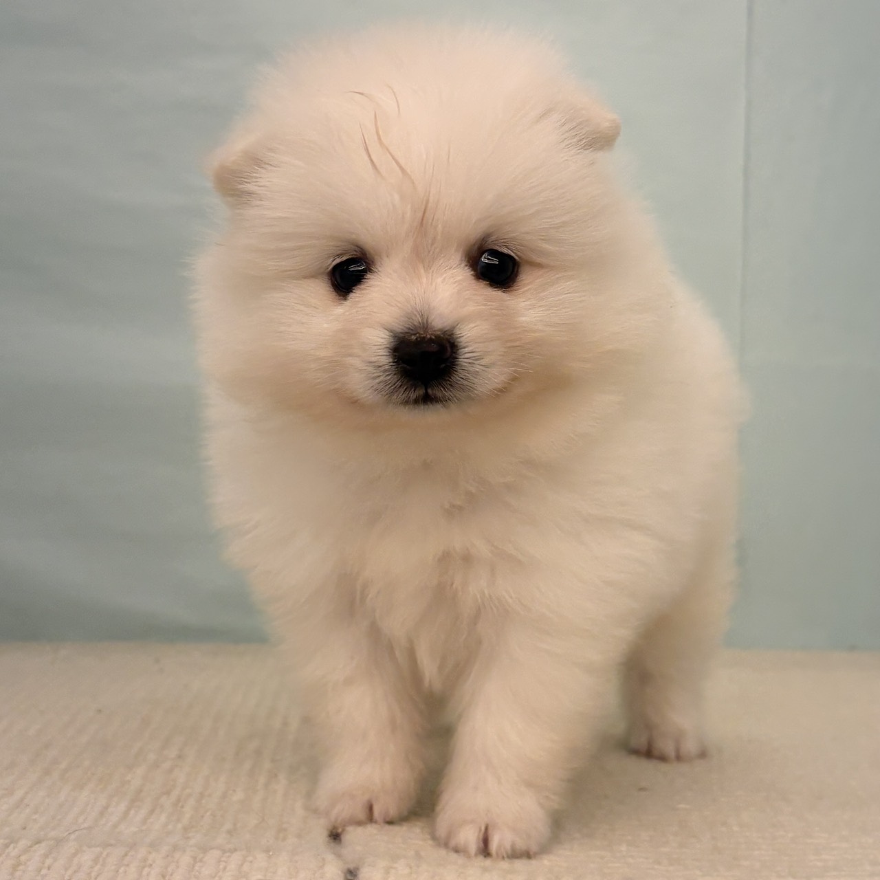 愛知県のポメラニアン (犬の家＆猫の里春日井本店/2025年9月22日生まれ/男の子/クリーム)の子犬の1枚目の画像