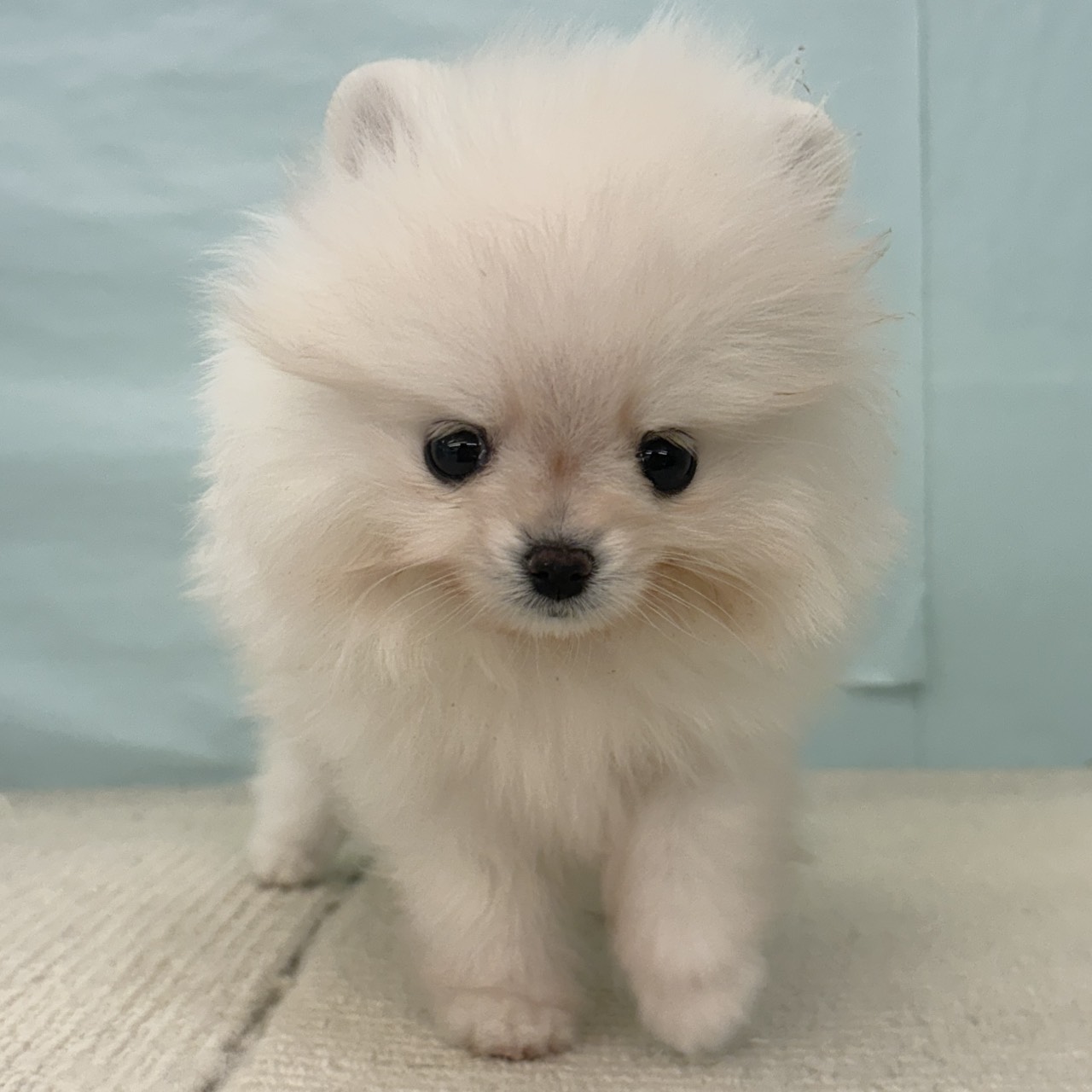 ポメラニアンの写真