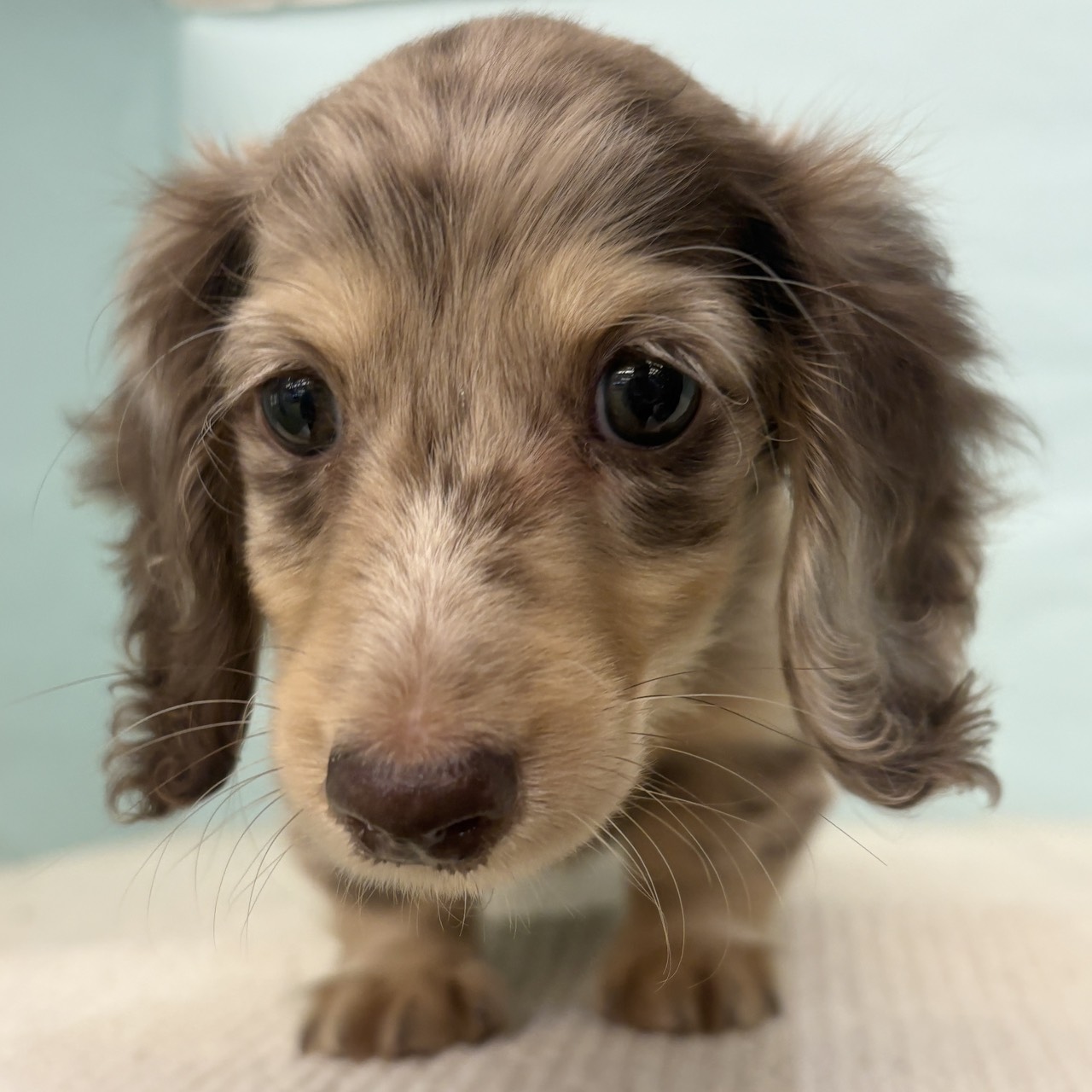 ミニチュアダックス女の子の写真