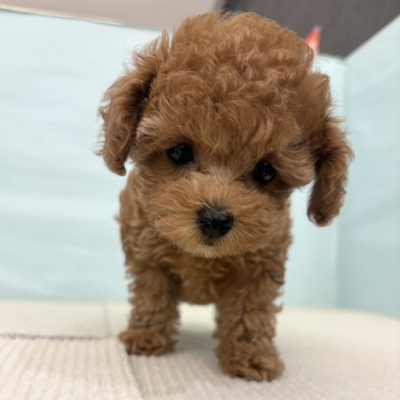 愛知県のトイプードル(タイニー) (犬の家＆猫の里春日井本店/2025年9月23日生まれ/女の子/レッドフォーン)の子犬の1枚目の画像