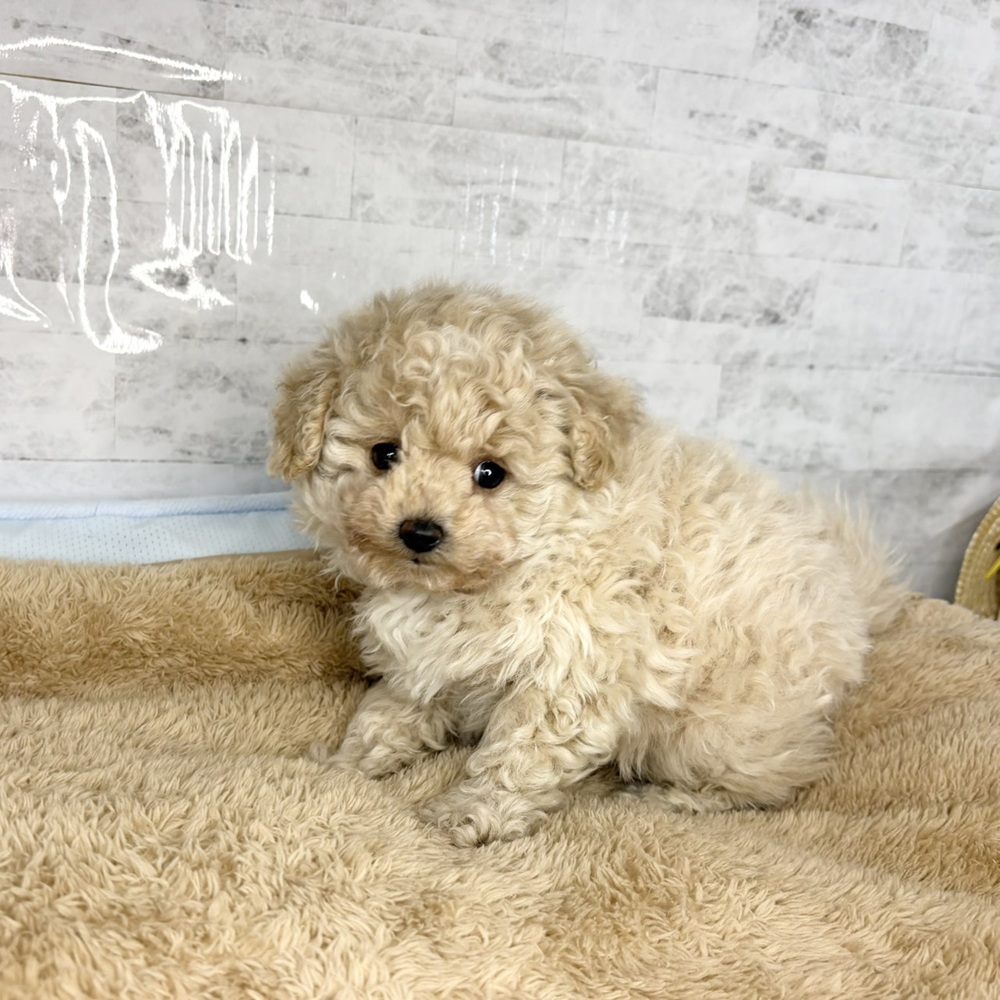 長野県のポメプー(ポメラニアン×プードル) (犬の家＆猫の里塩尻店/2025年10月30日生まれ/男の子/アプリコット)の子犬の2枚目の画像