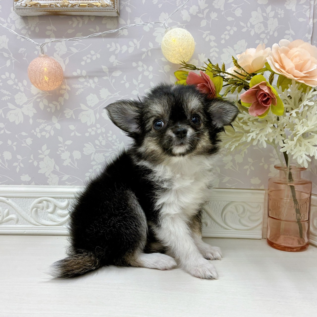 富山県のチワワ(ロング) (犬の家＆猫の里アミーゴ山室店/2025年9月1日生まれ/女の子/ブラックタンホワイト)の子犬の1枚目の画像