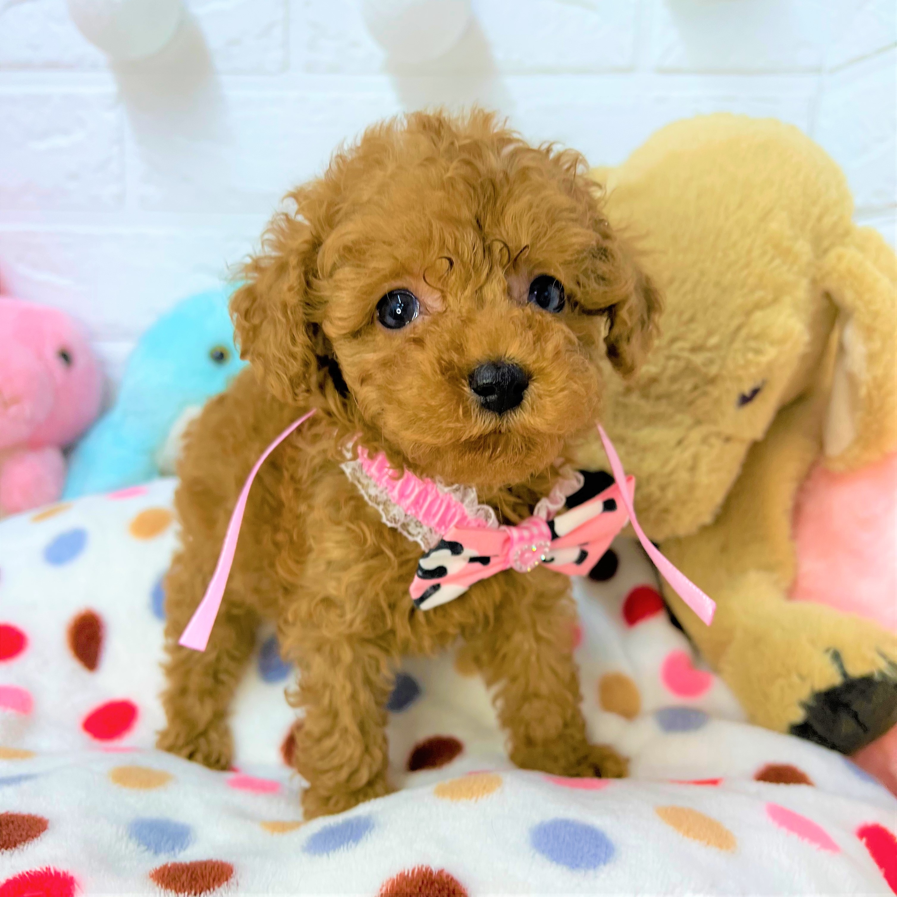 トイプードル女の子の写真