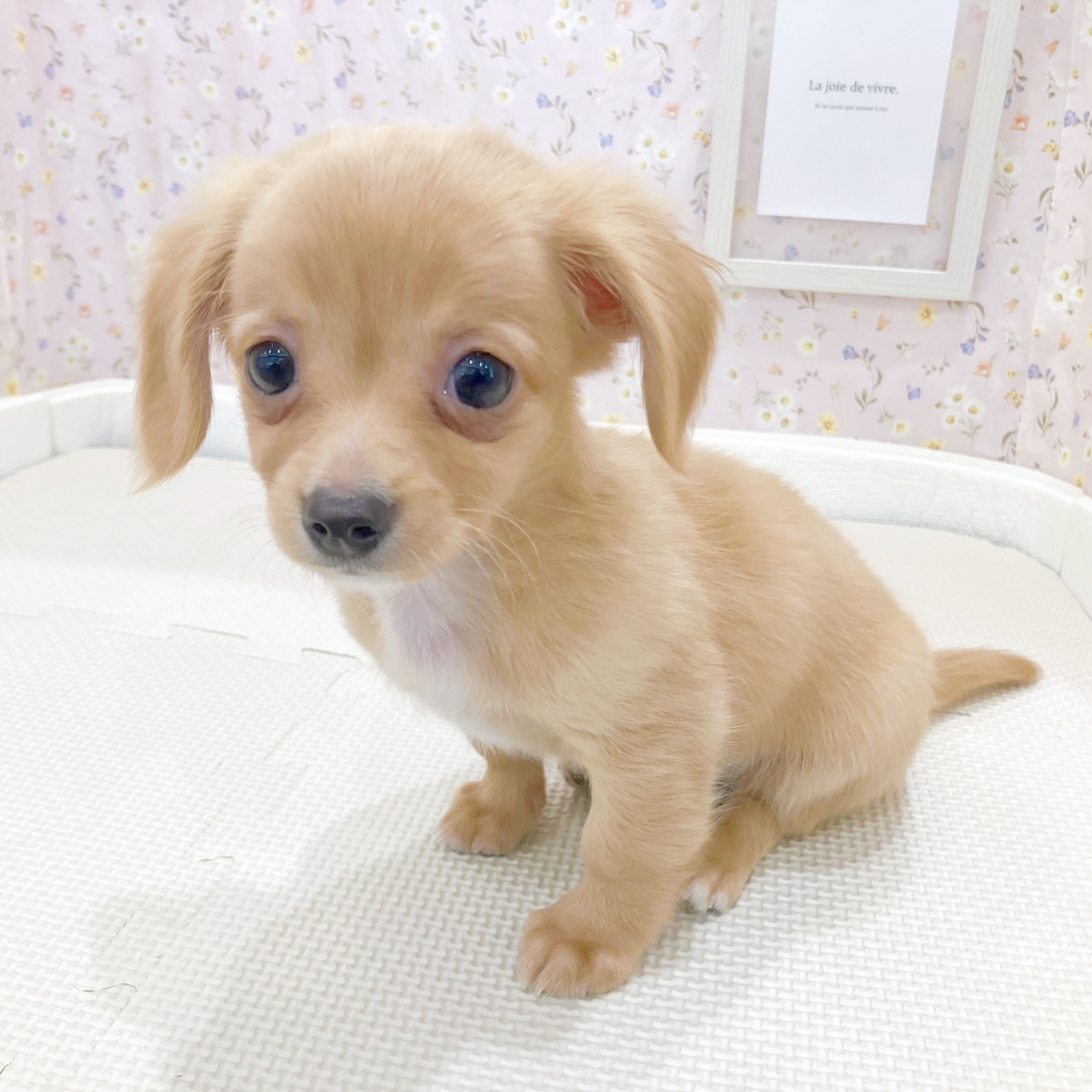 石川県のチワックス(チワワ×ダックス) (犬の家＆猫の里金沢店/2025年10月17日生まれ/男の子/ゴールド)の子犬の2枚目の画像