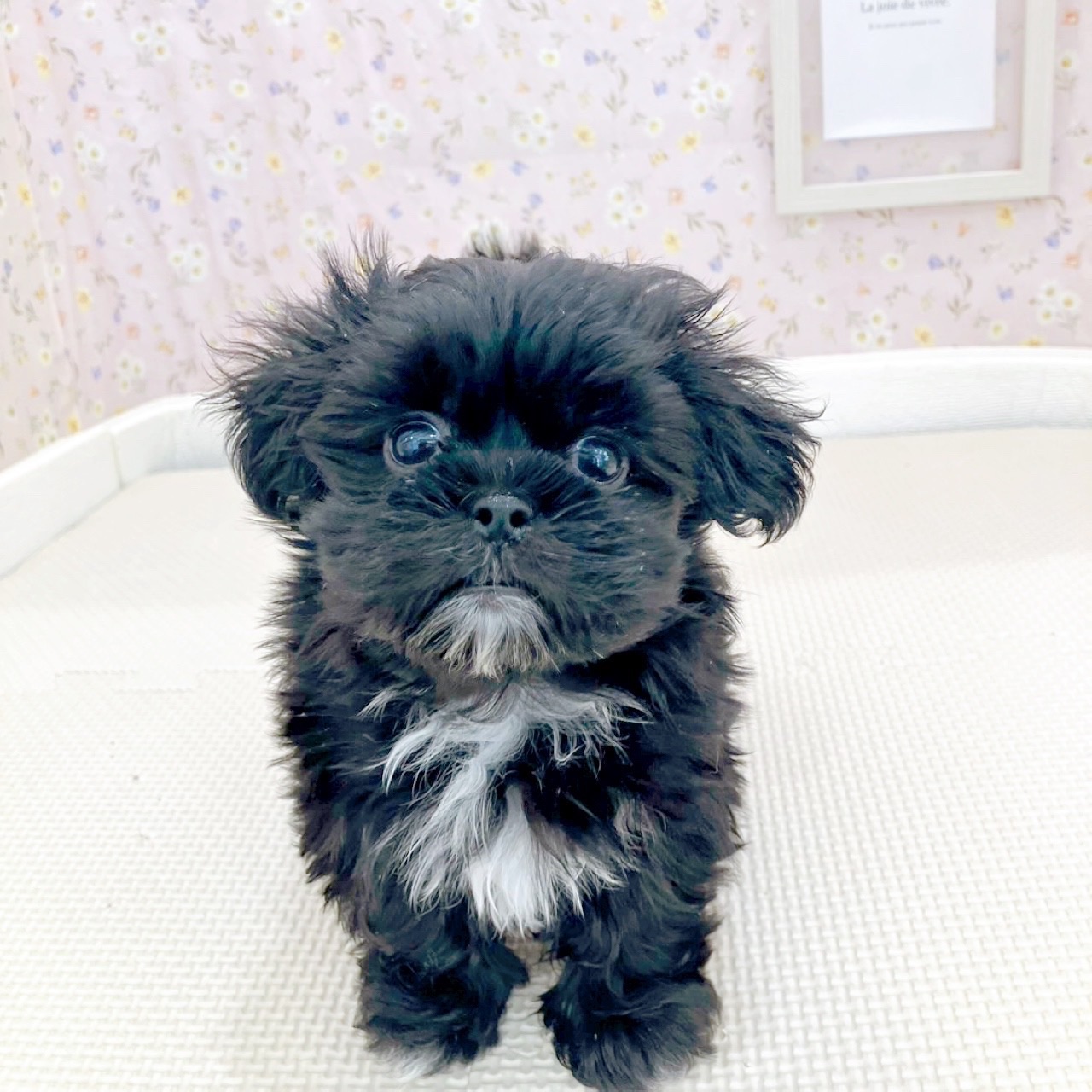 石川県のペキマル/マルペキ(ペキニーズ×マルチーズ) (犬の家＆猫の里金沢店/2025年10月20日生まれ/女の子/ブラックホワイト)の子犬の2枚目の画像