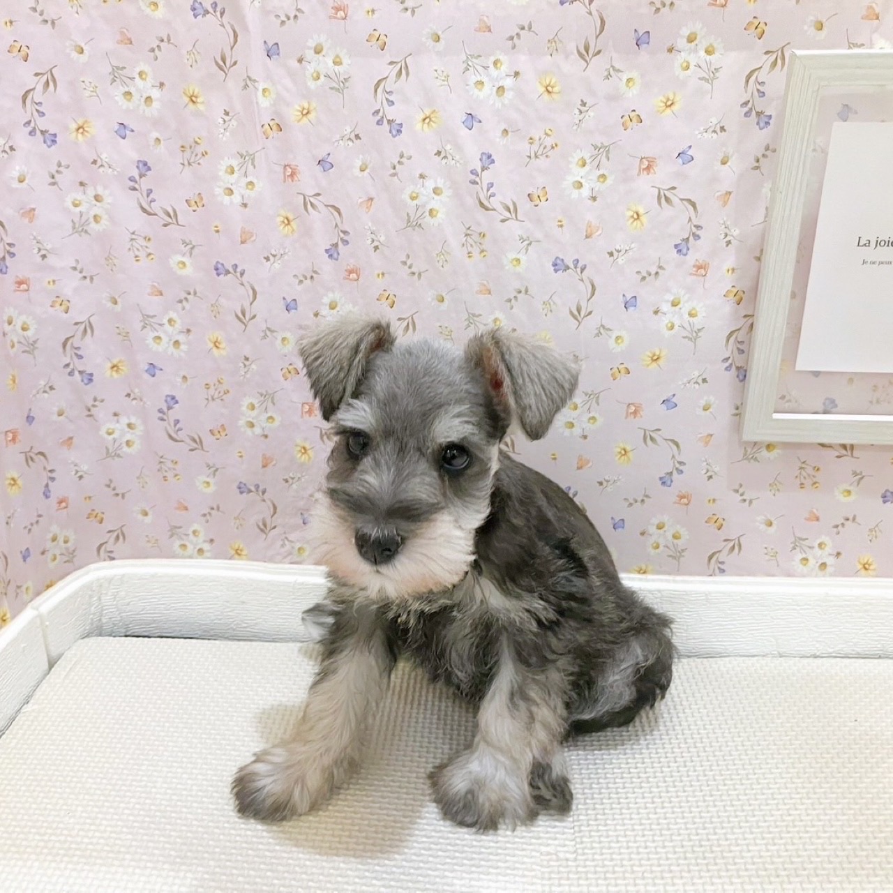 石川県のミニチュアシュナウザー (犬の家＆猫の里金沢店/2025年10月18日生まれ/女の子/ソルトペッパー)の子犬の2枚目の画像