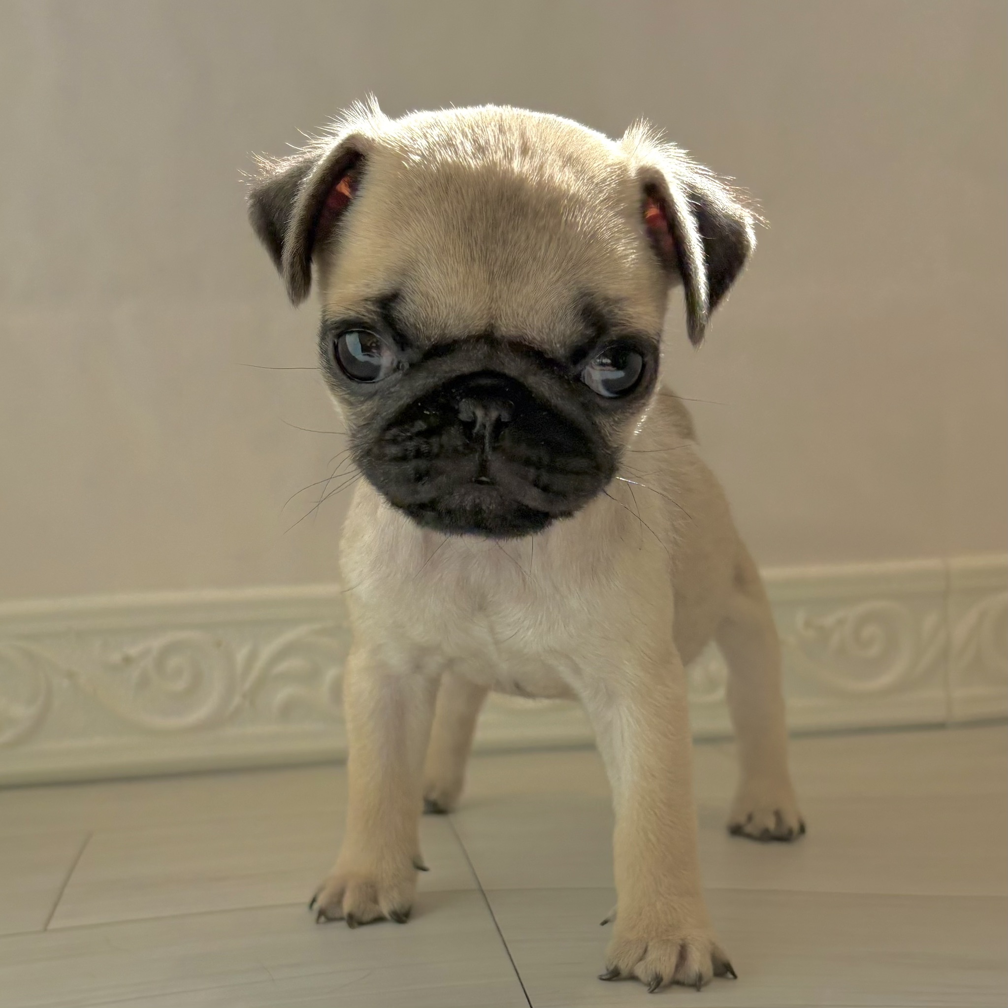 愛知県のパグ (犬の家＆猫の里春日井本店/2025年12月16日生まれ/女の子/フォーン)の子犬の2枚目の画像