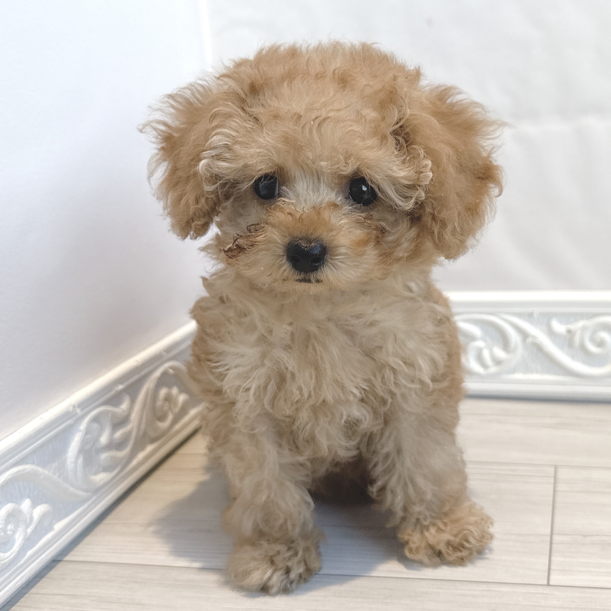 愛知県のトイプードル(ティーカップ) (犬の家＆猫の里春日井本店/2025年12月13日生まれ/女の子/オレンジフォーン)の子犬の1枚目の画像