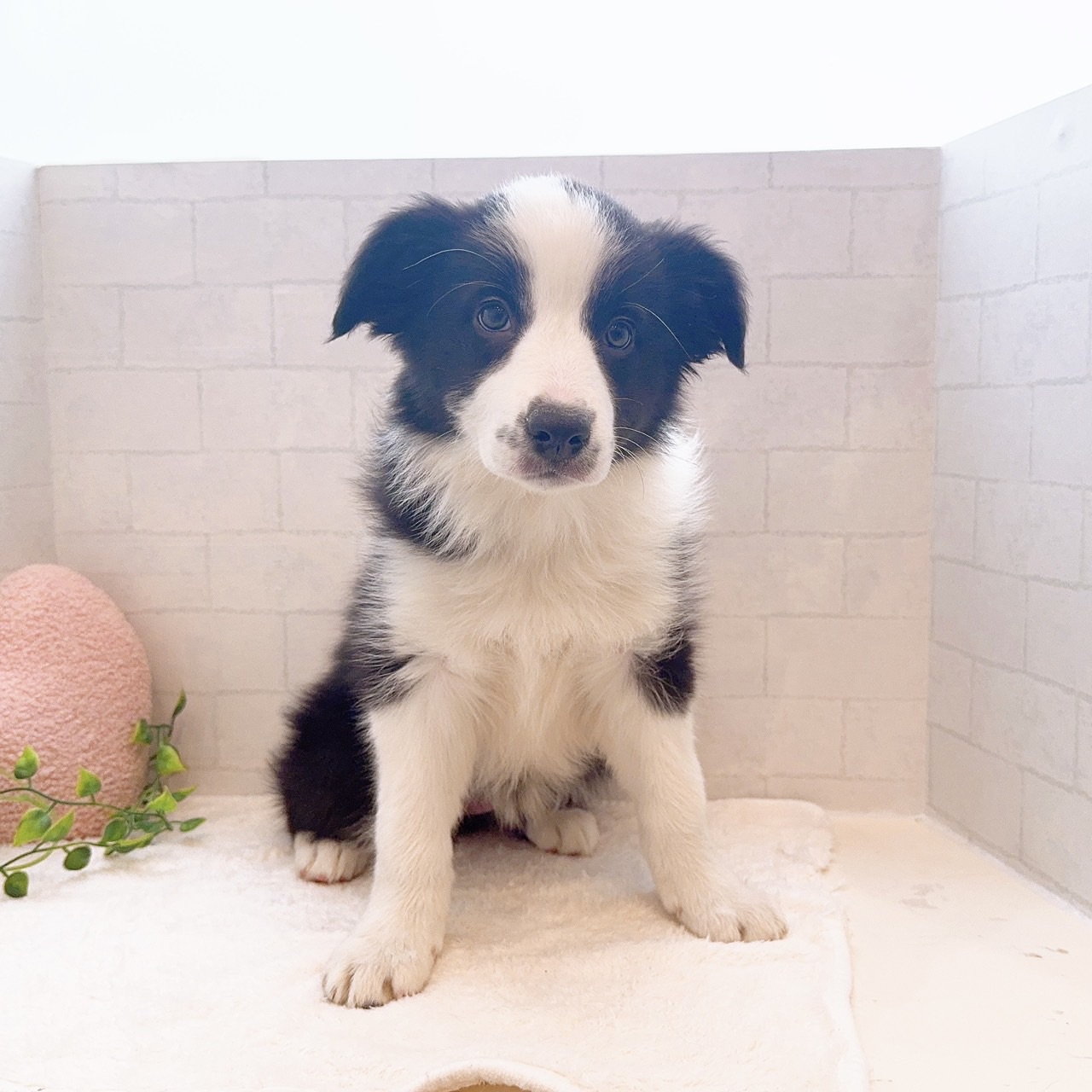 石川県のボーダーコリー (犬の家＆猫の里金沢店/2025年12月18日生まれ/女の子/ブラックホワイト)の子犬の2枚目の画像