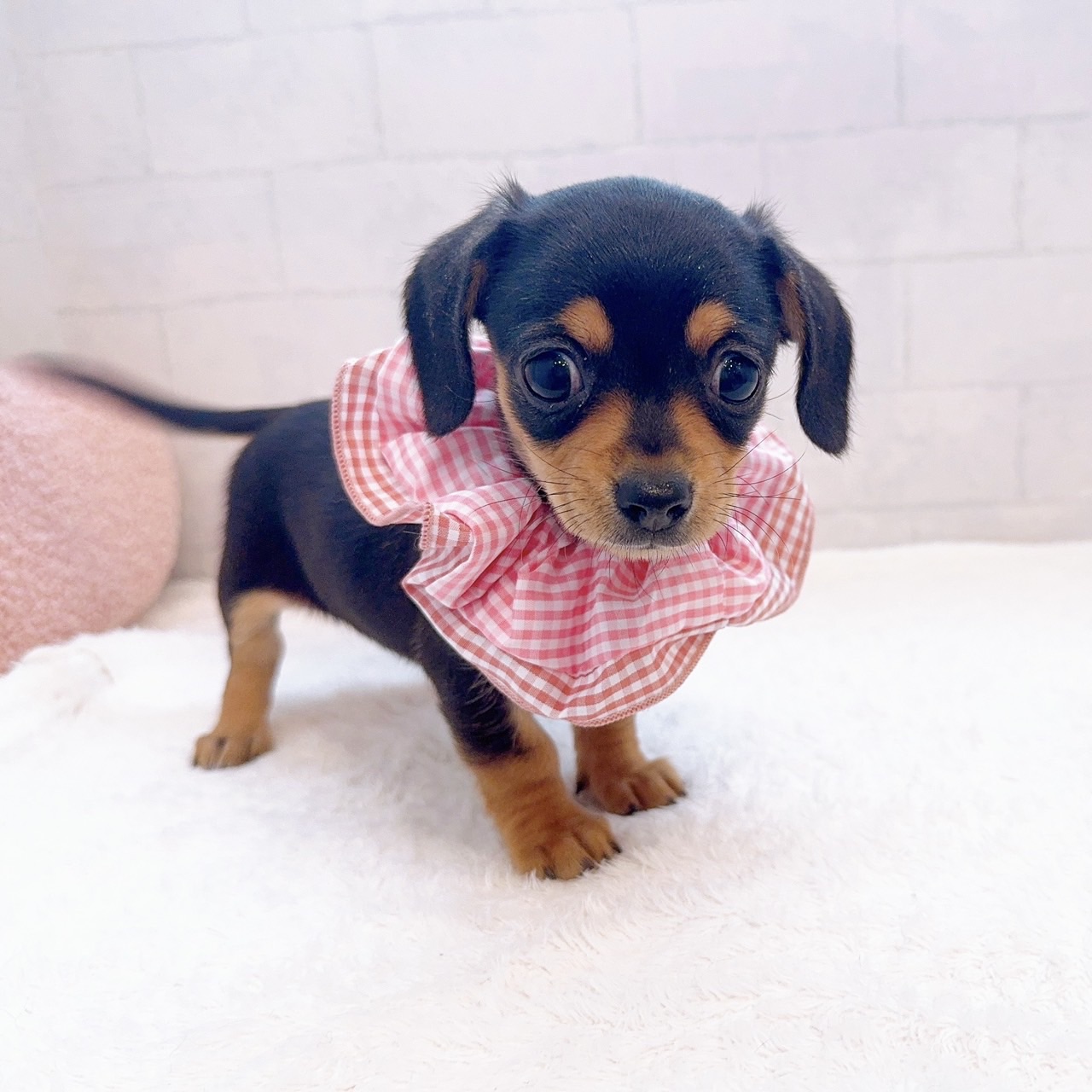 石川県のチワックス(チワワ×ダックス) (犬の家＆猫の里金沢店/2025年12月21日生まれ/女の子/ブラックタン)の子犬の2枚目の画像