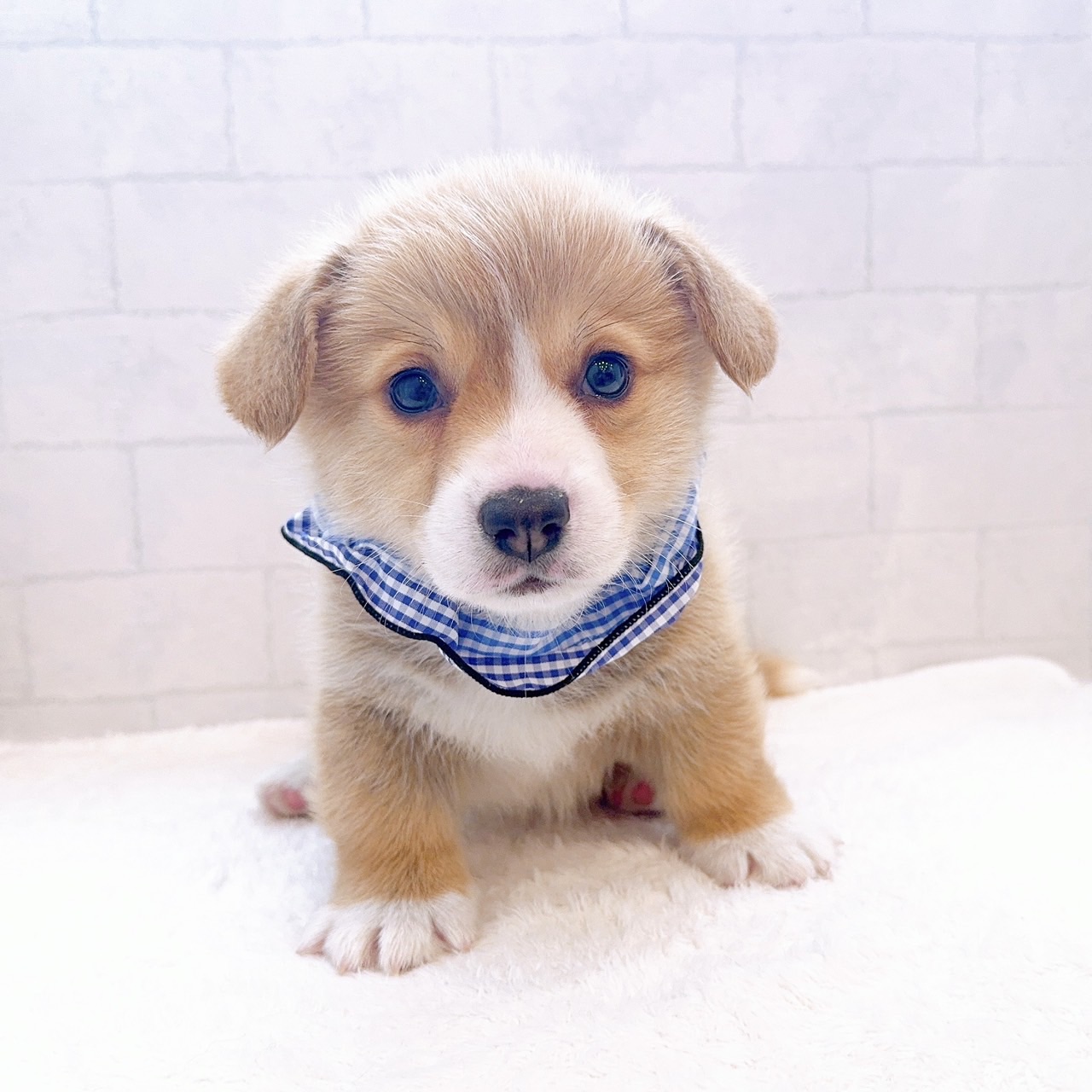 石川県のウェルシュコーギーペンブローク (犬の家＆猫の里金沢店/2025年12月22日生まれ/男の子/レッドホワイト)の子犬の1枚目の画像