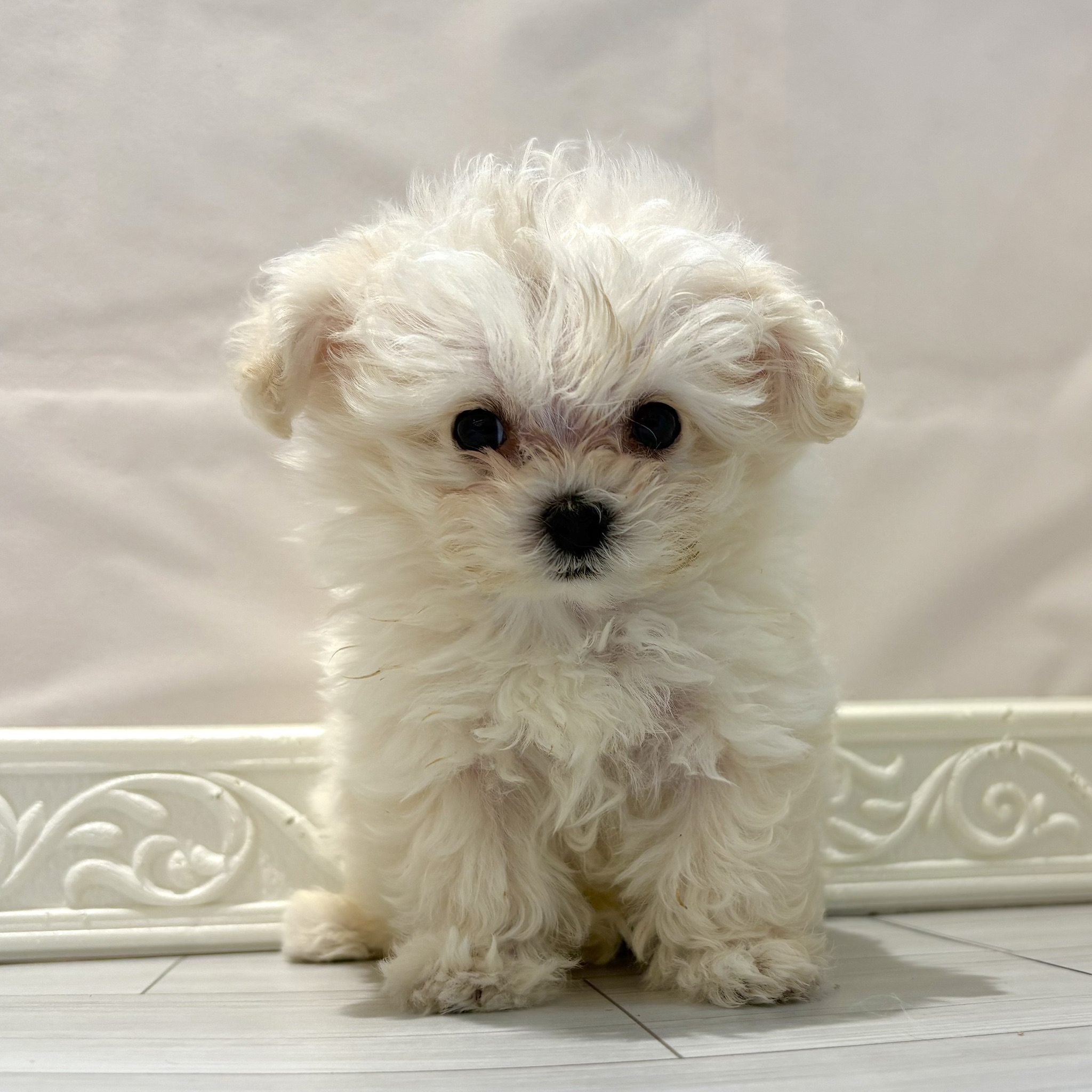 愛知県のマルプー(マルチーズ×プードル) (犬の家＆猫の里春日井本店/2026年1月7日生まれ/男の子/クリームホワイト)の子犬の2枚目の画像