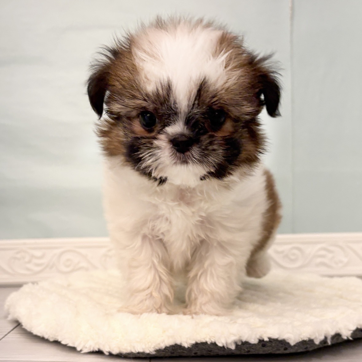 ハーフ犬女の子の写真