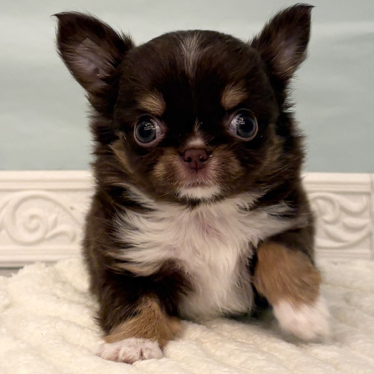 チワワ（ロング）女の子の写真