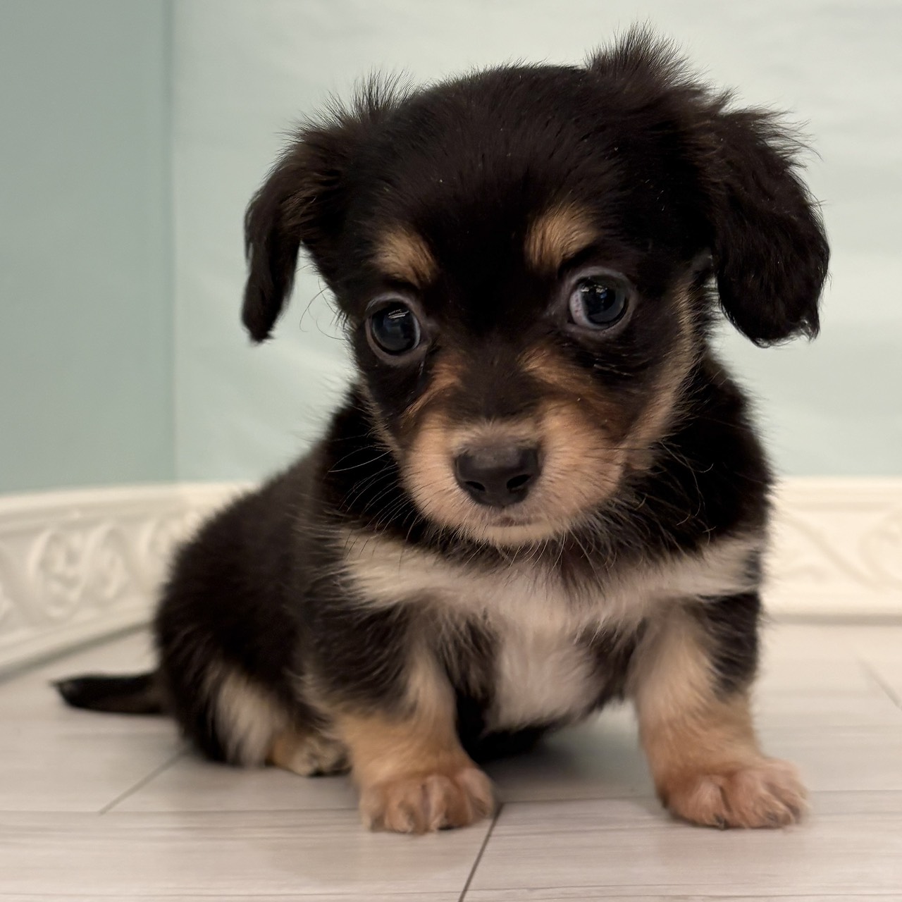 愛知県のチワックス(チワワ×ダックス) (犬の家＆猫の里春日井本店/2025年10月4日生まれ/男の子/ブラックタン)の子犬の1枚目の画像