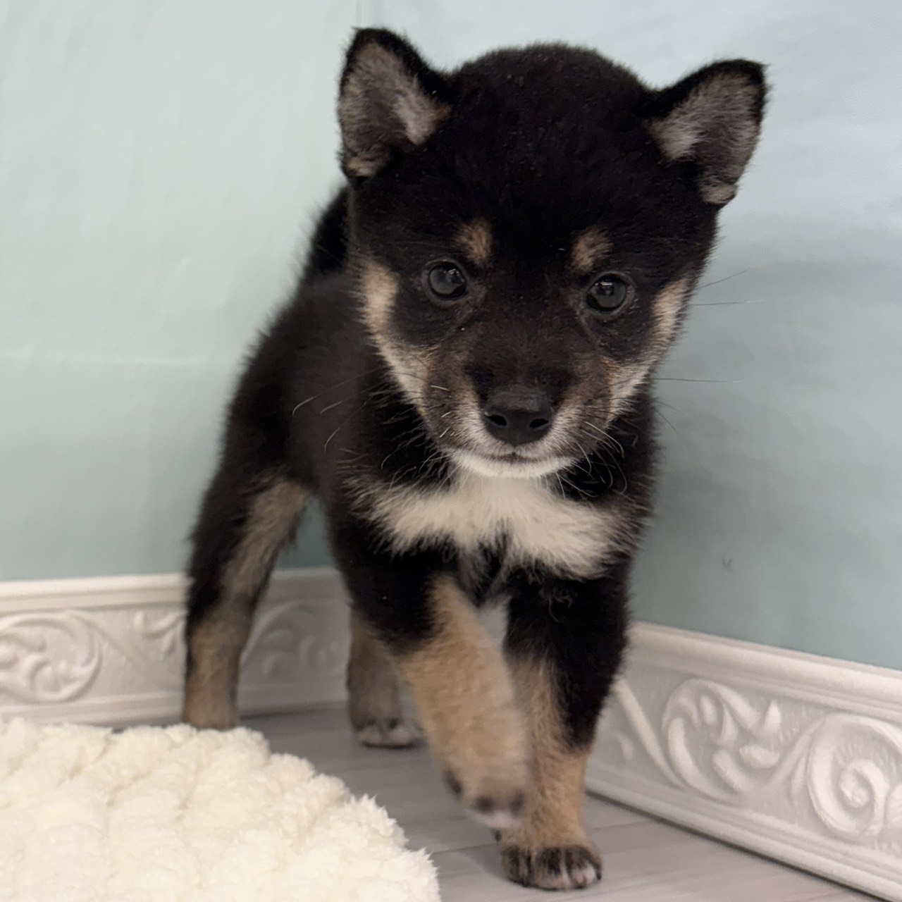 柴犬男の子の写真